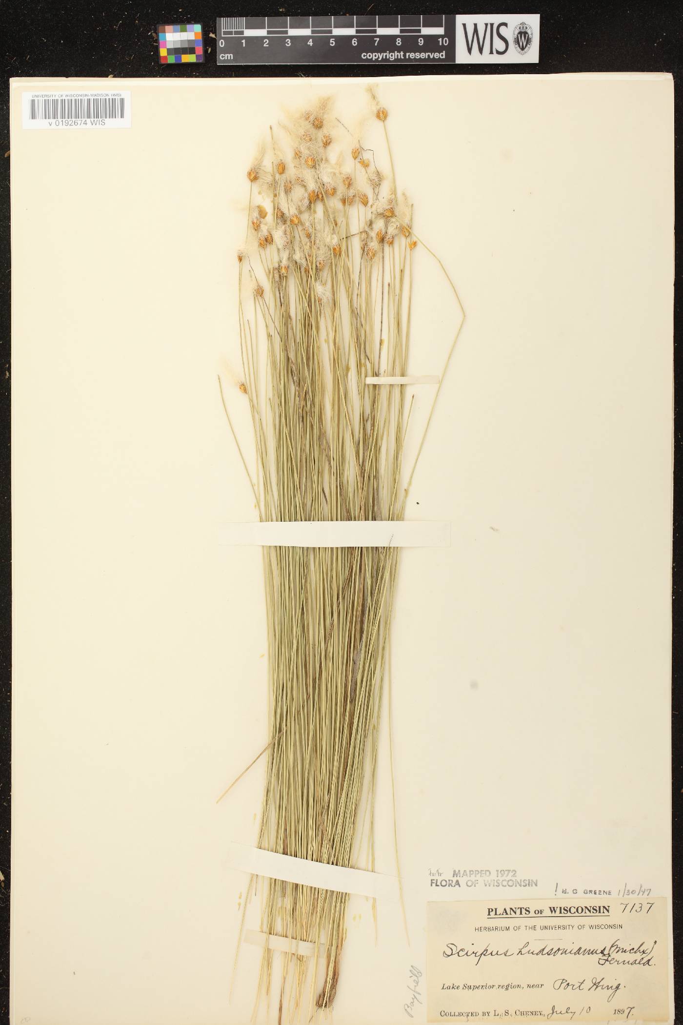 Trichophorum alpinum image
