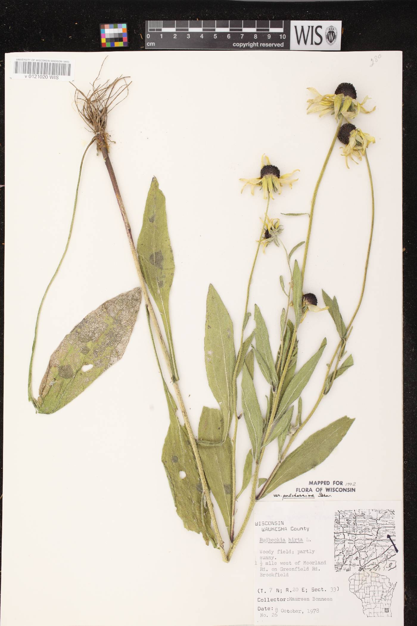 Rudbeckia hirta image
