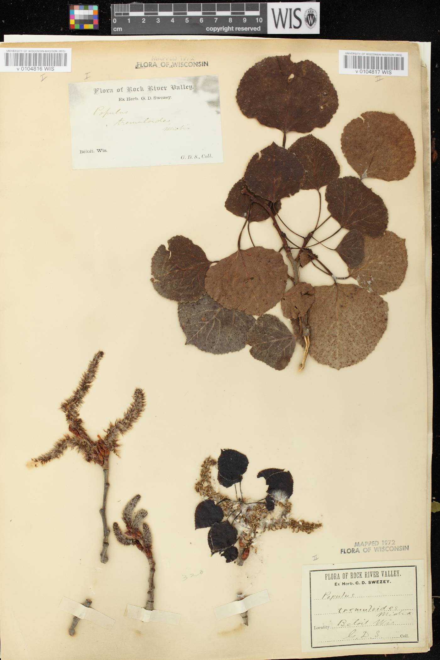 Populus tremuloides image