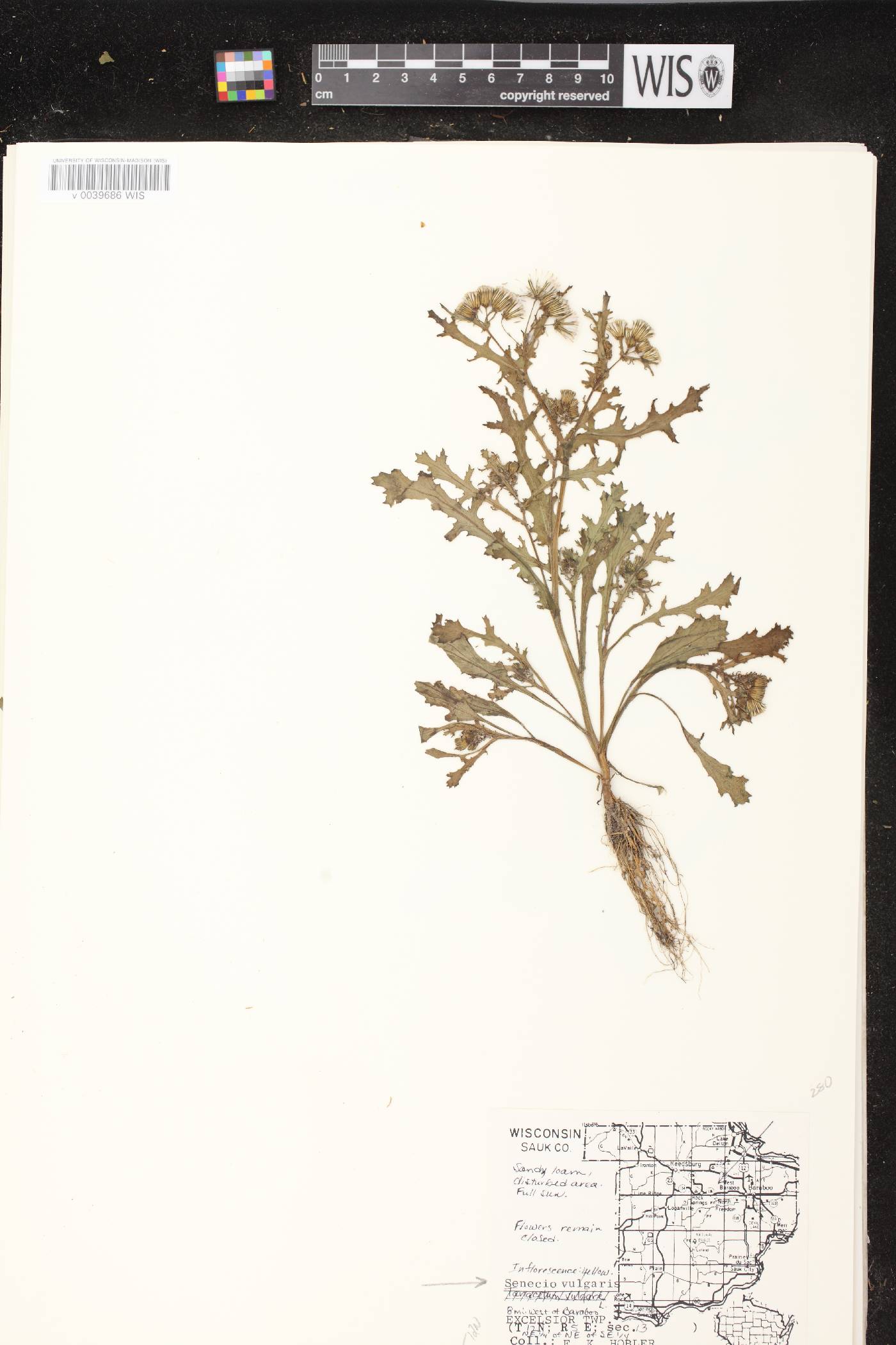 Senecio vulgaris image
