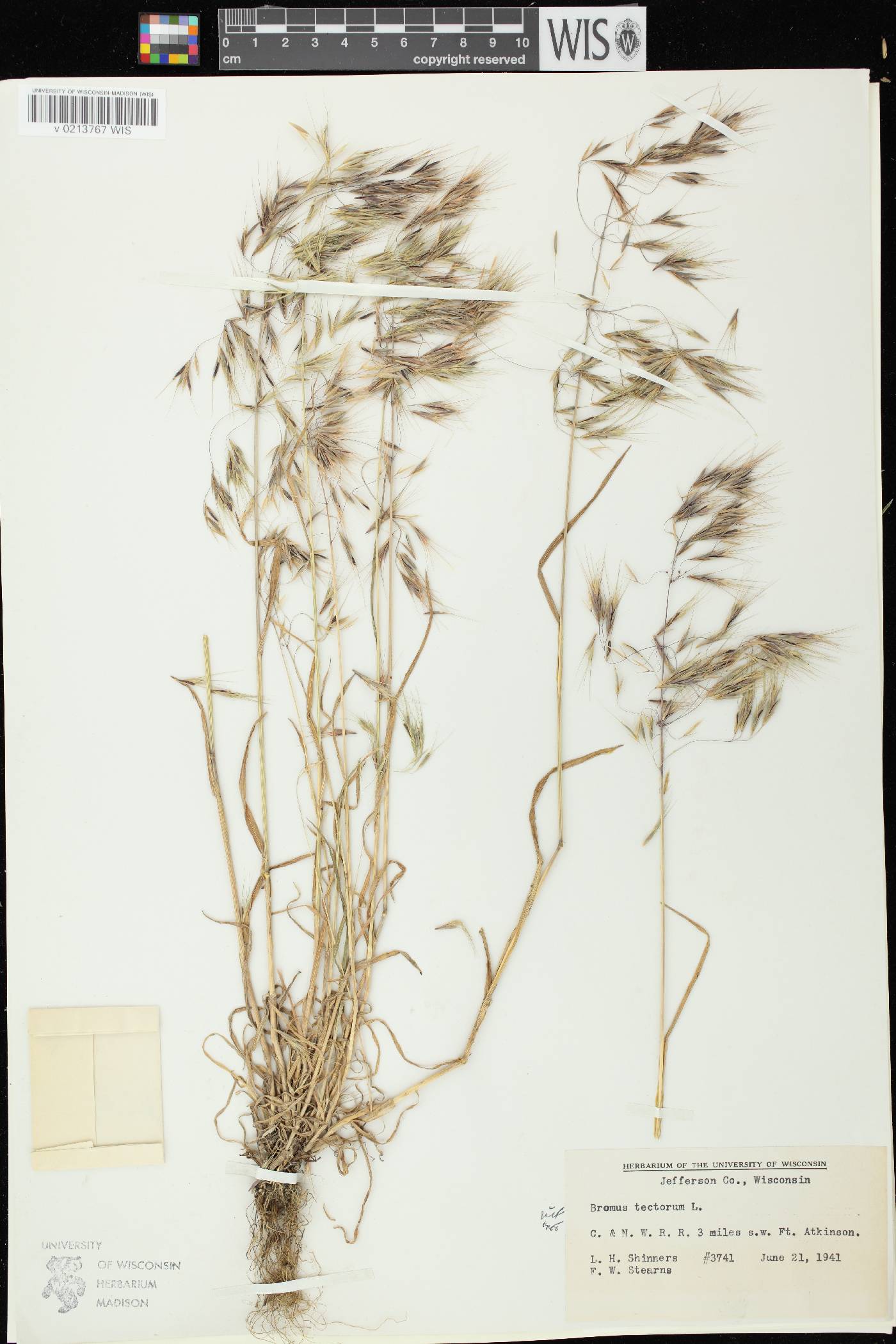 Bromus tectorum image