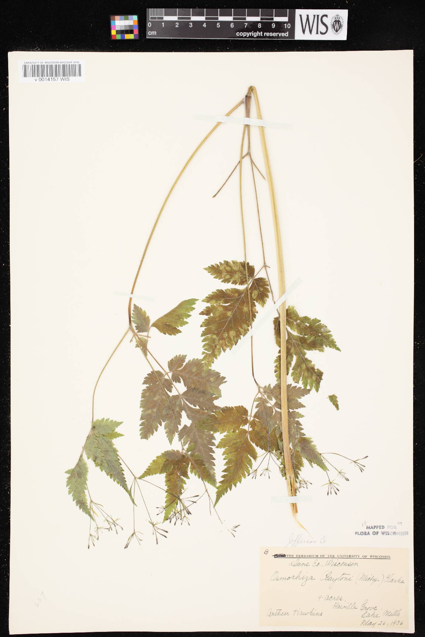 Osmorhiza claytonii image