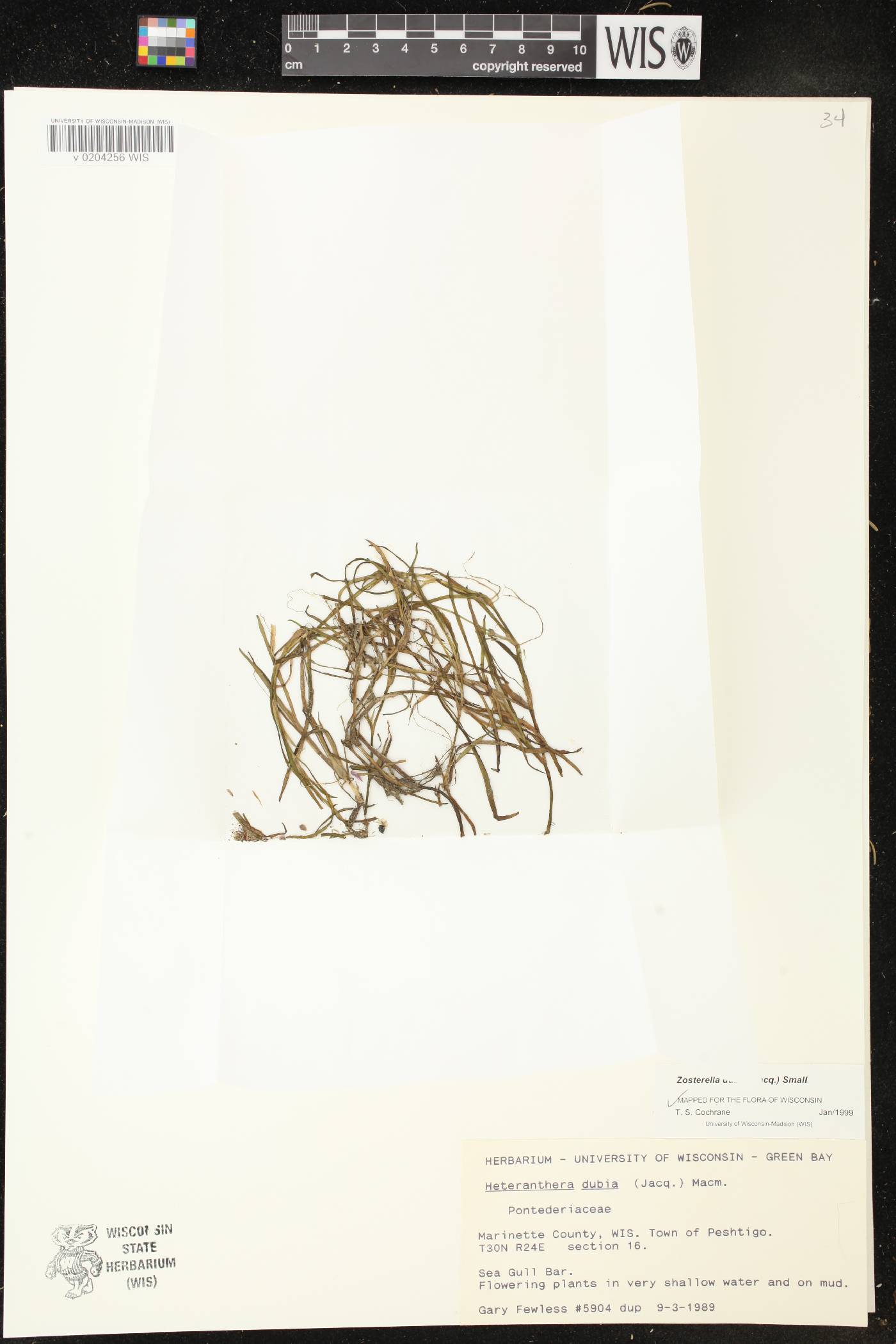 Heteranthera dubia image