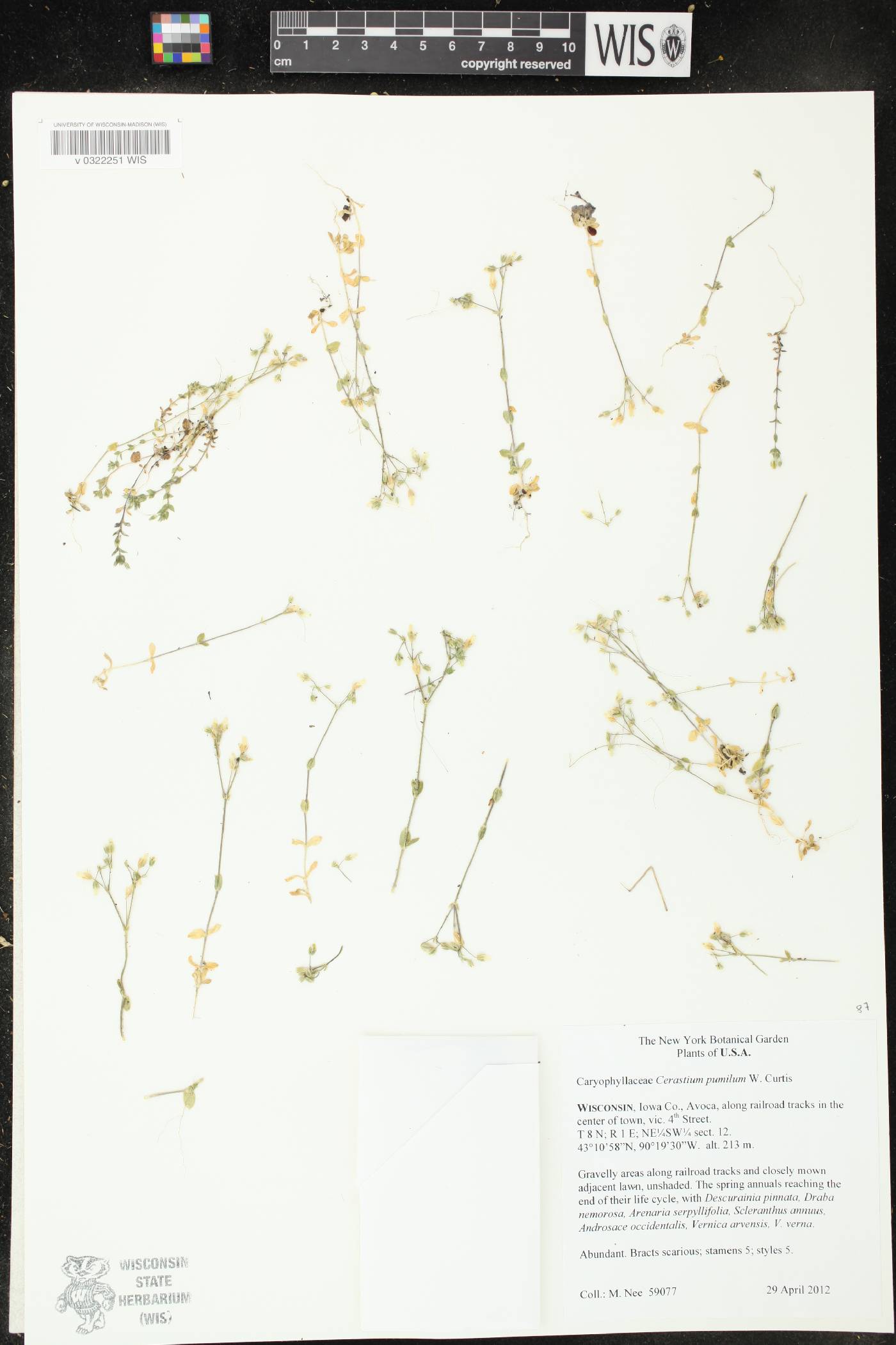 Cerastium pumilum image