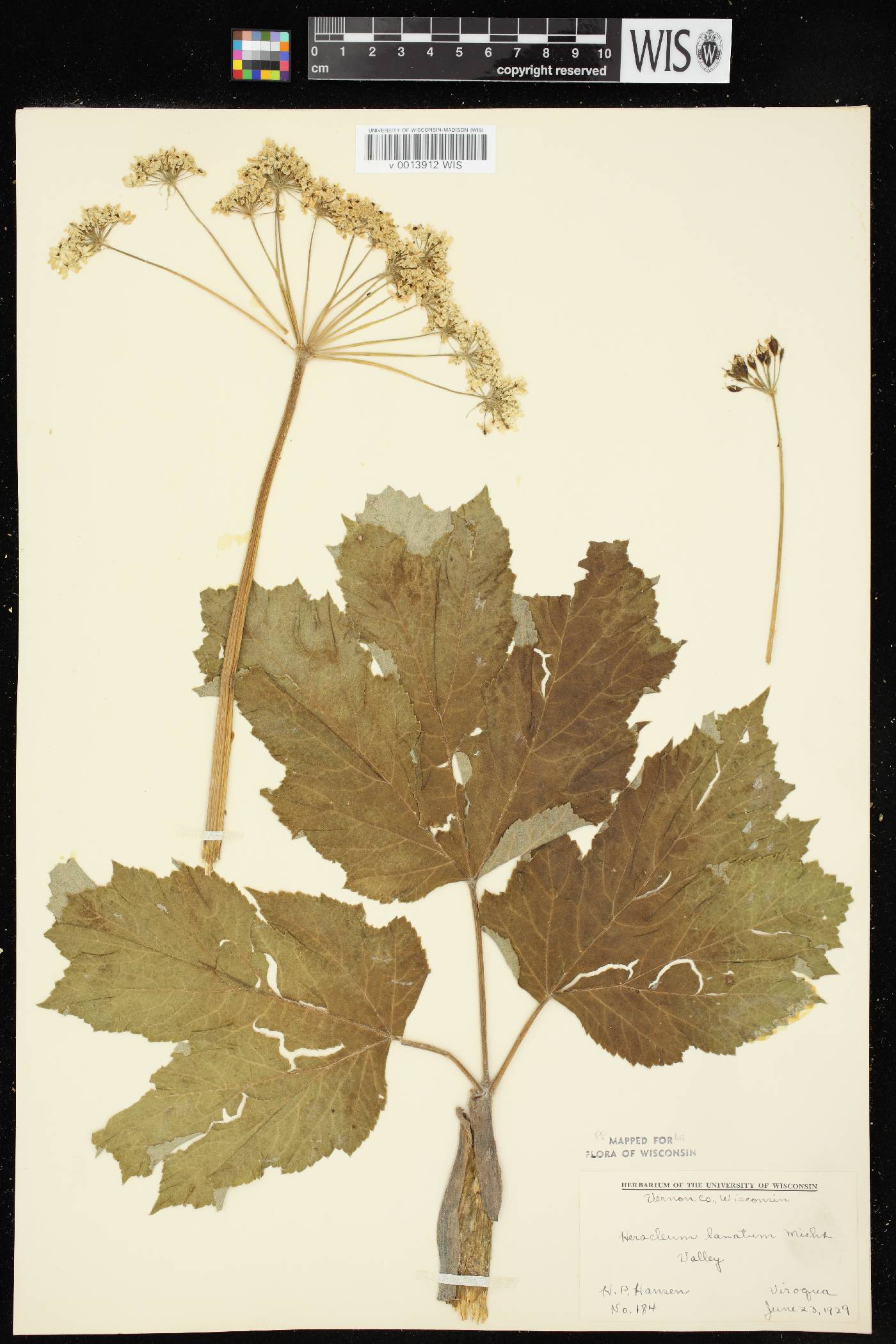 Heracleum maximum image