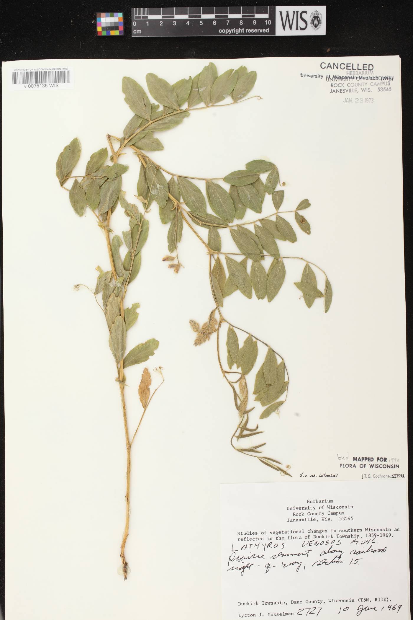 Lathyrus venosus image