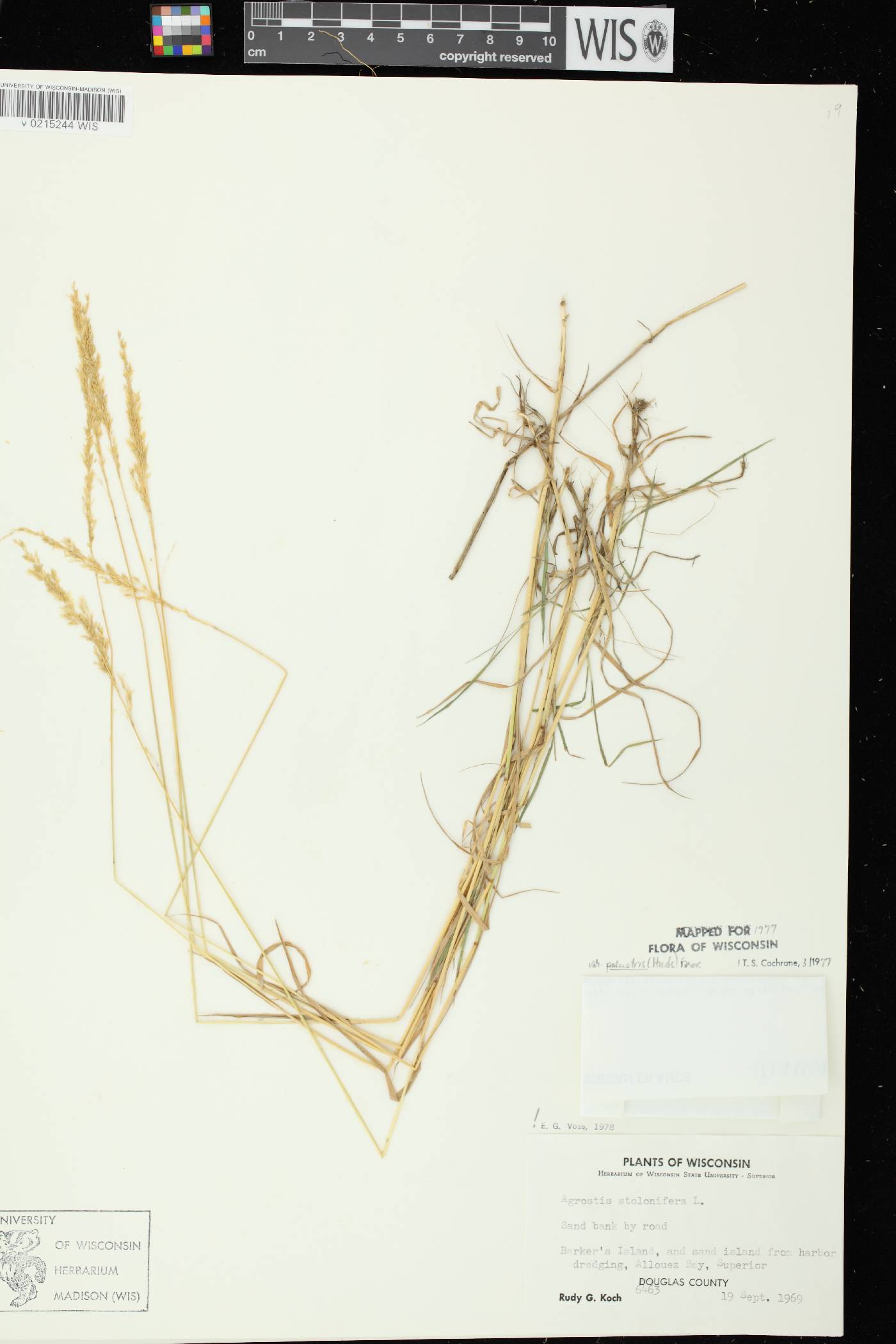 Agrostis stolonifera image