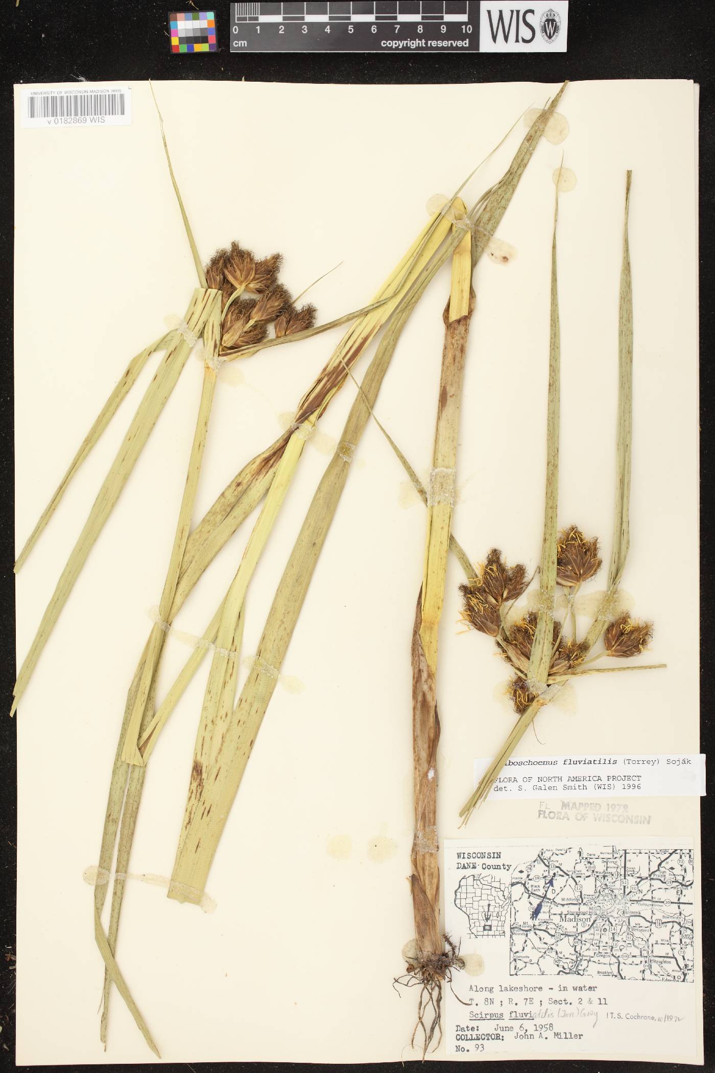 Bolboschoenus fluviatilis image