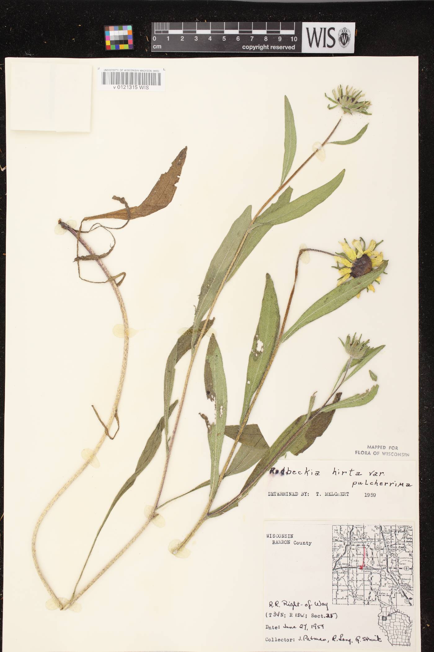 Rudbeckia hirta image