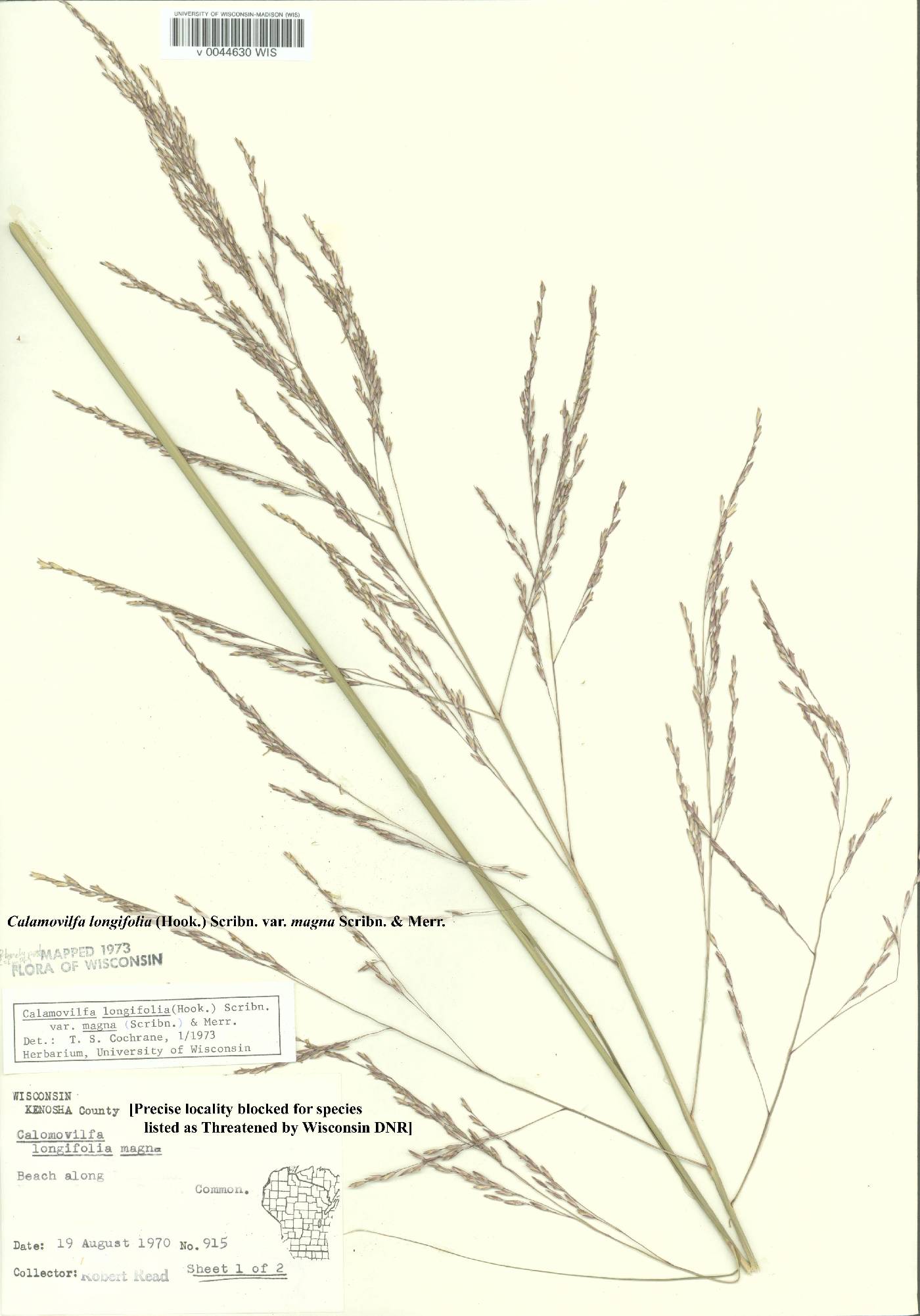 Calamovilfa longifolia image