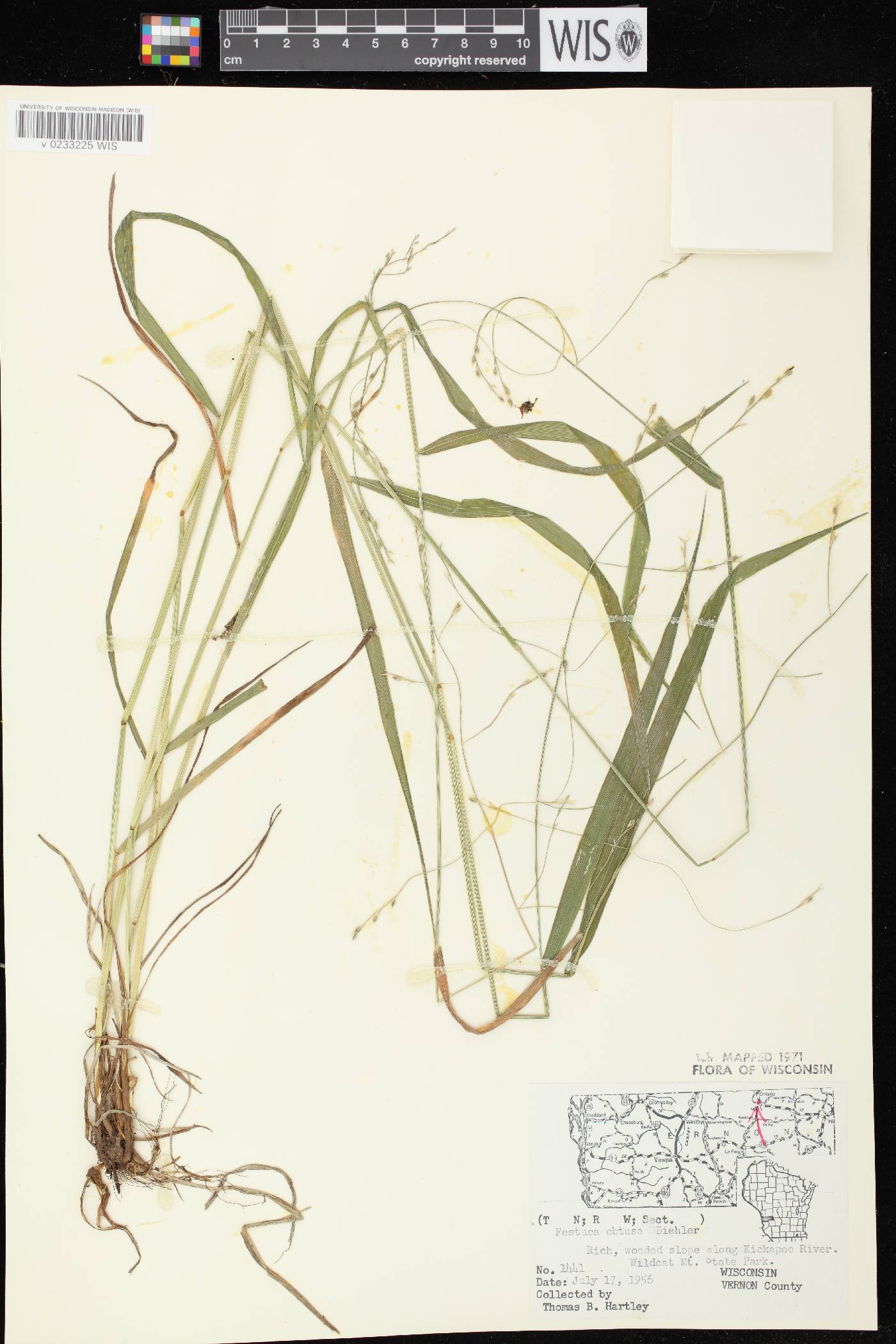 Festuca subverticillata image