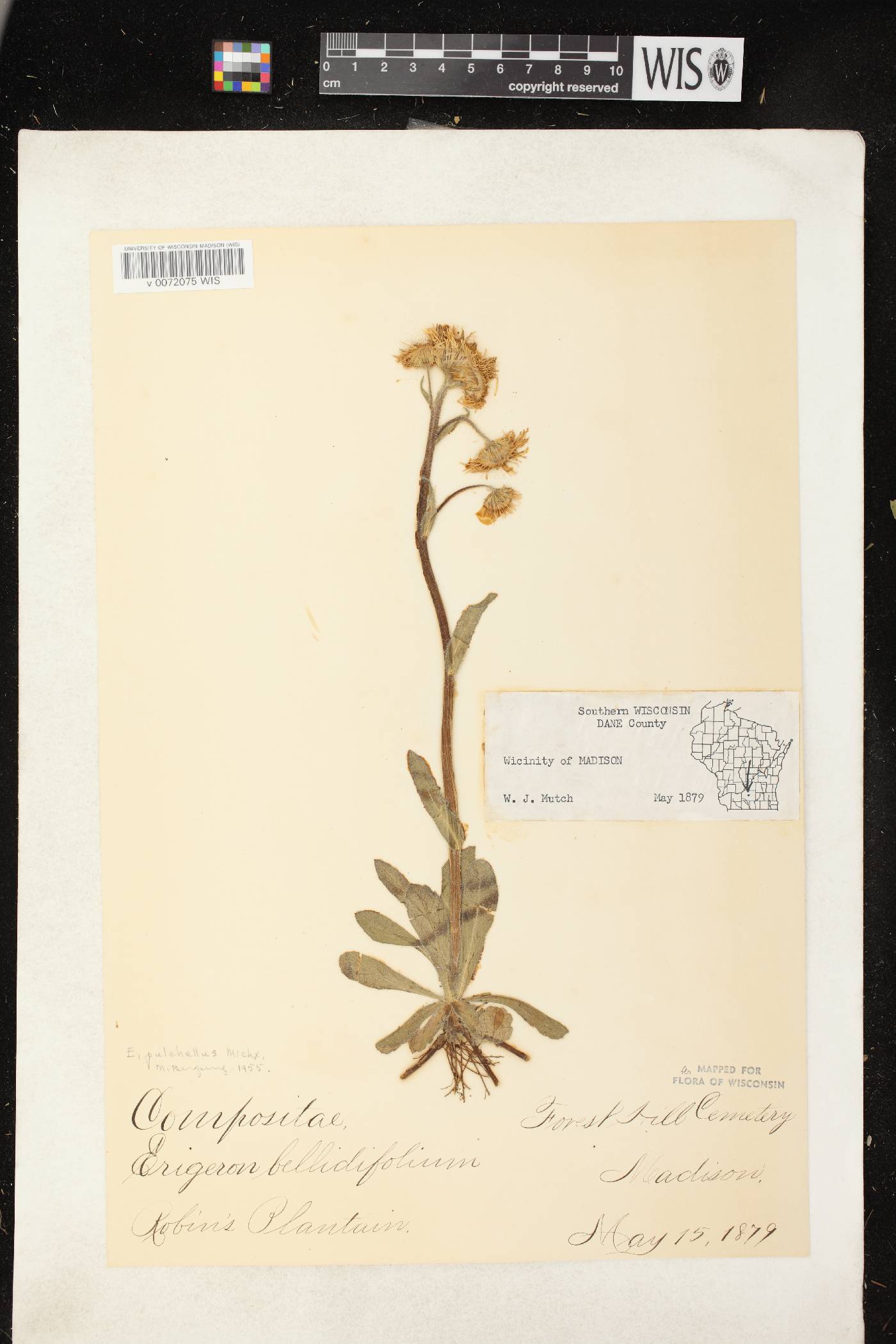Erigeron pulchellus image