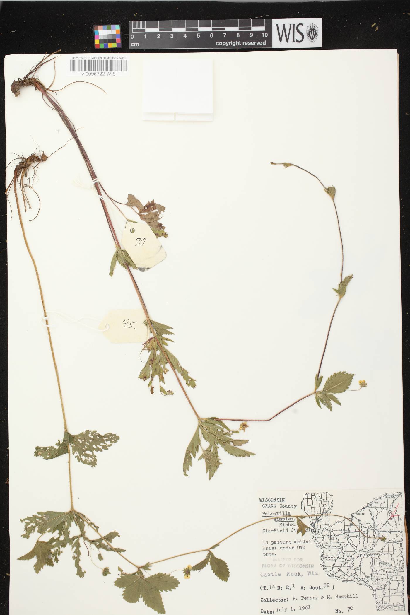 Potentilla simplex image