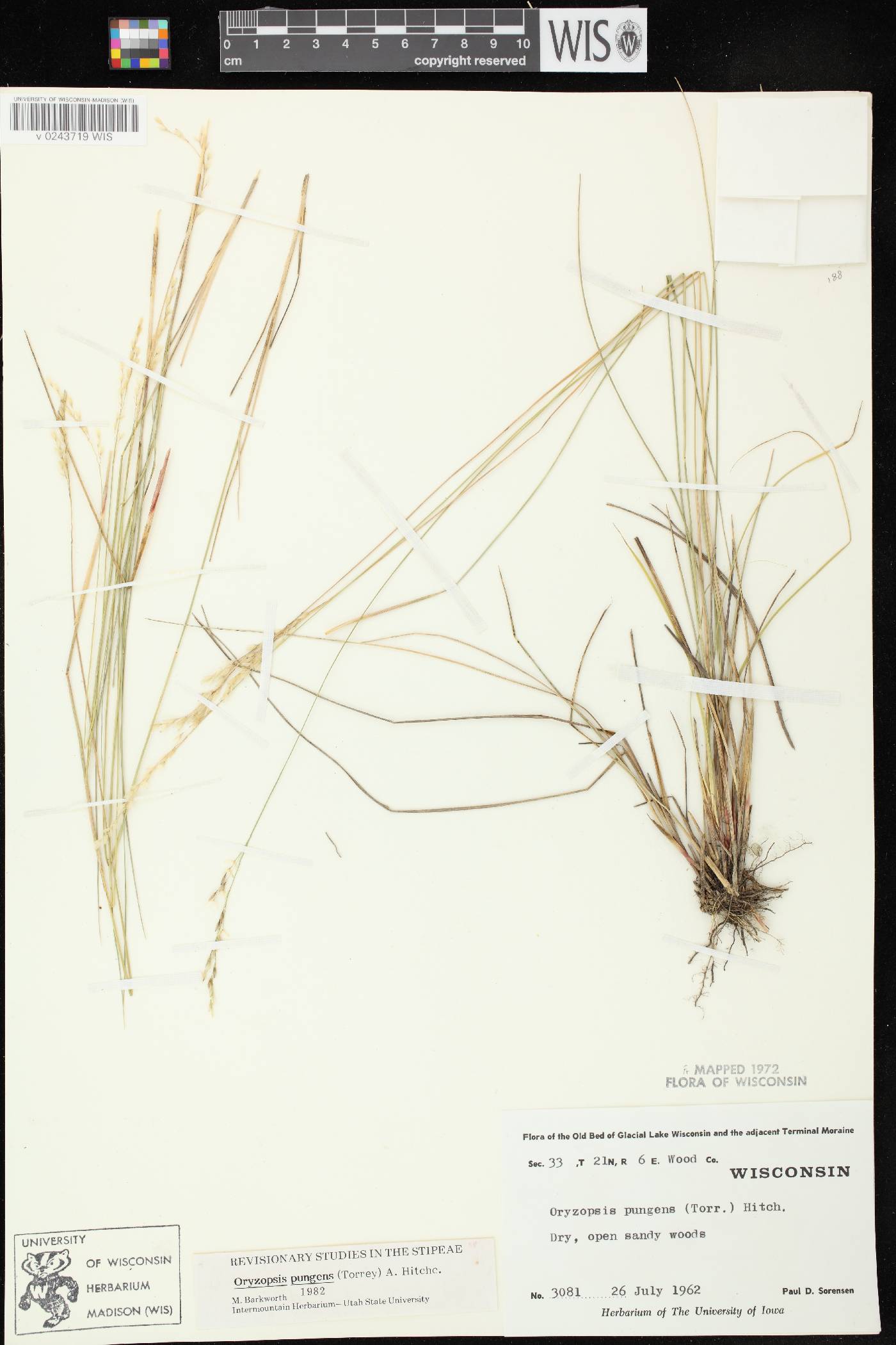 Piptatheropsis pungens image