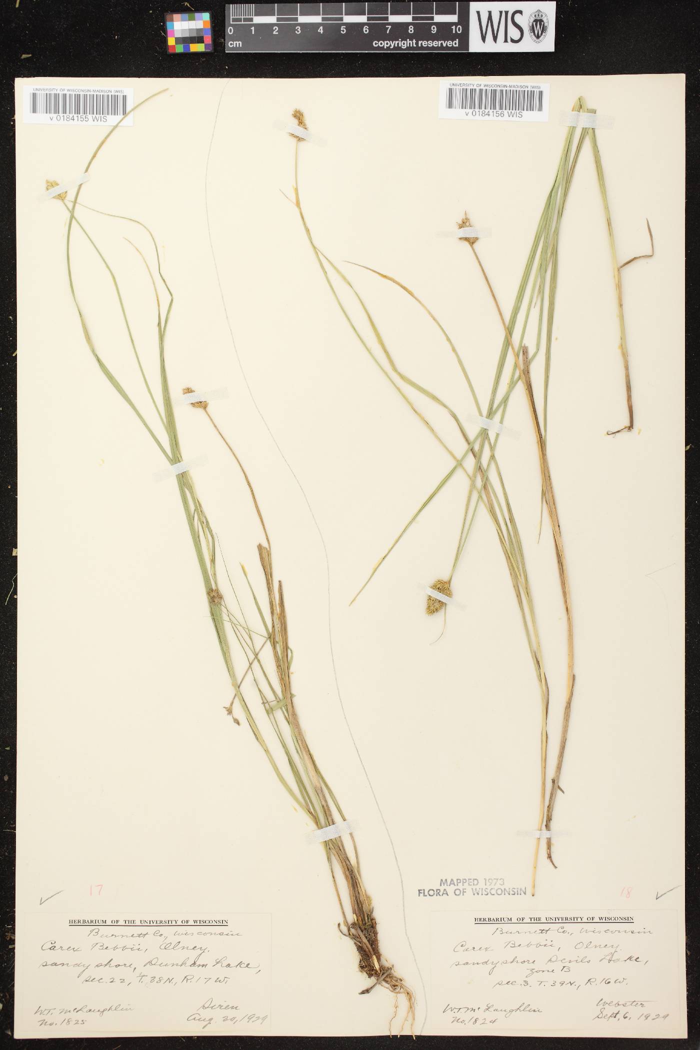 Carex bebbii image