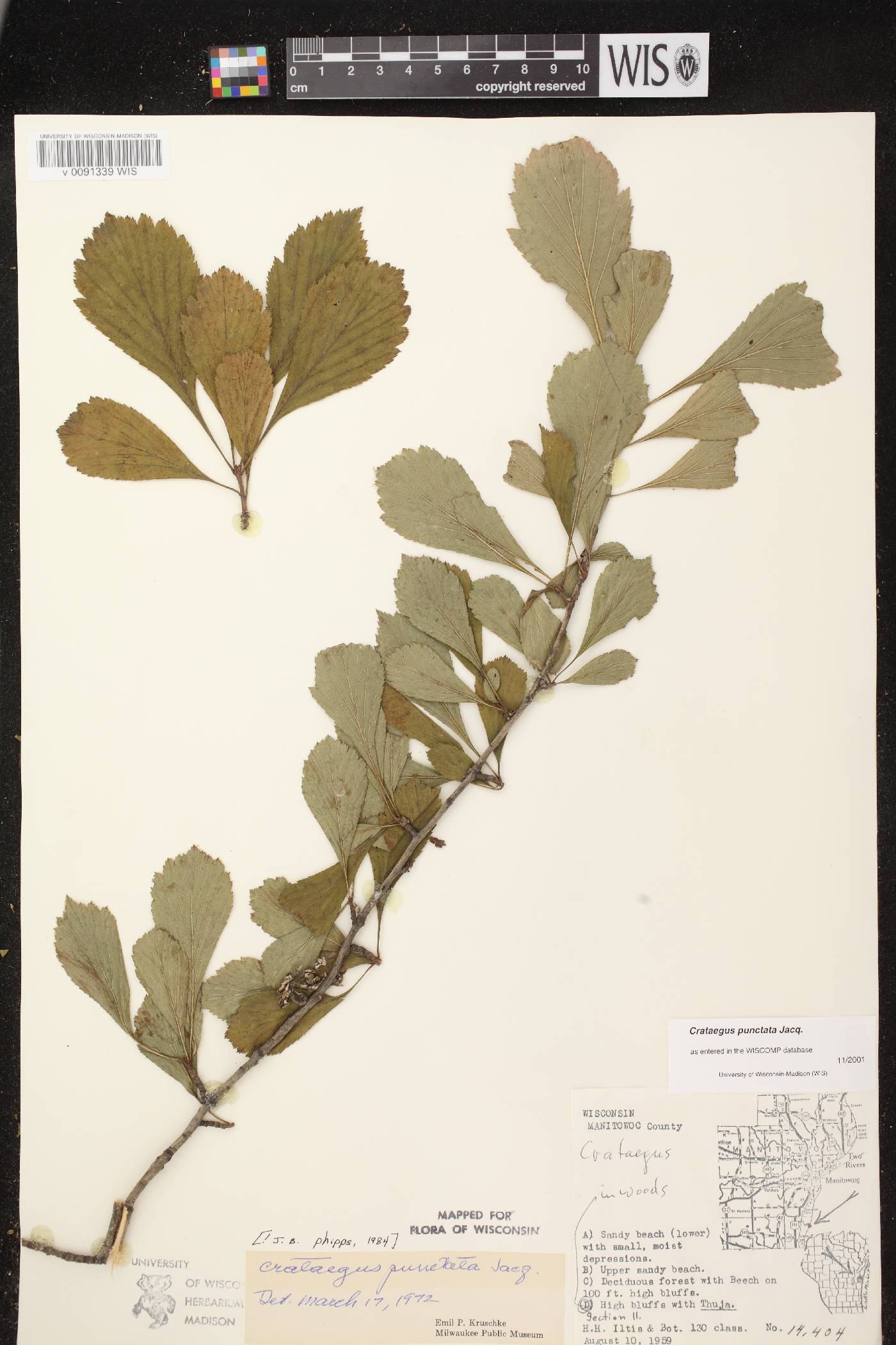 Crataegus punctata image