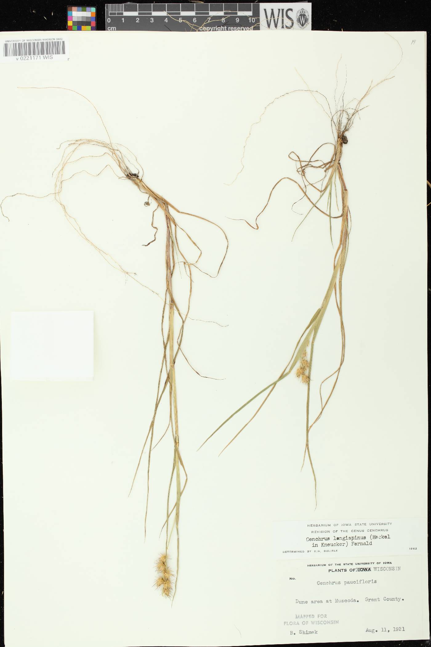 Cenchrus longispinus image