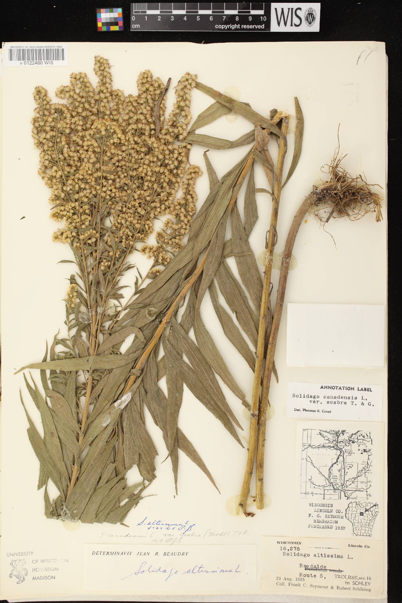 Solidago altissima subsp. altissima image