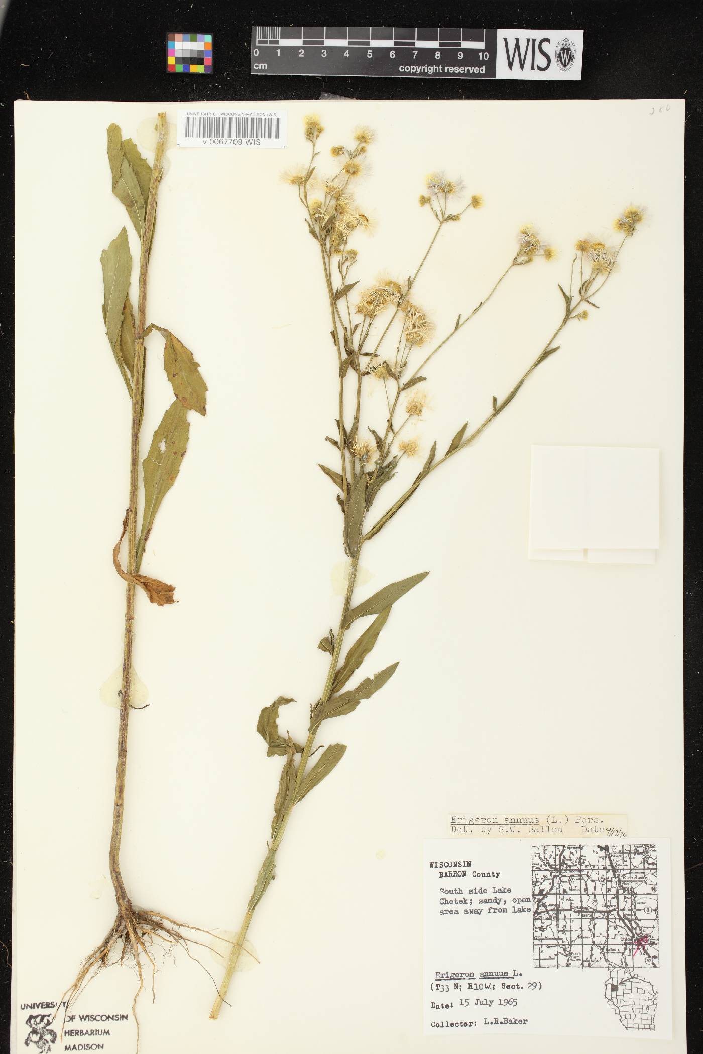 Erigeron annuus image