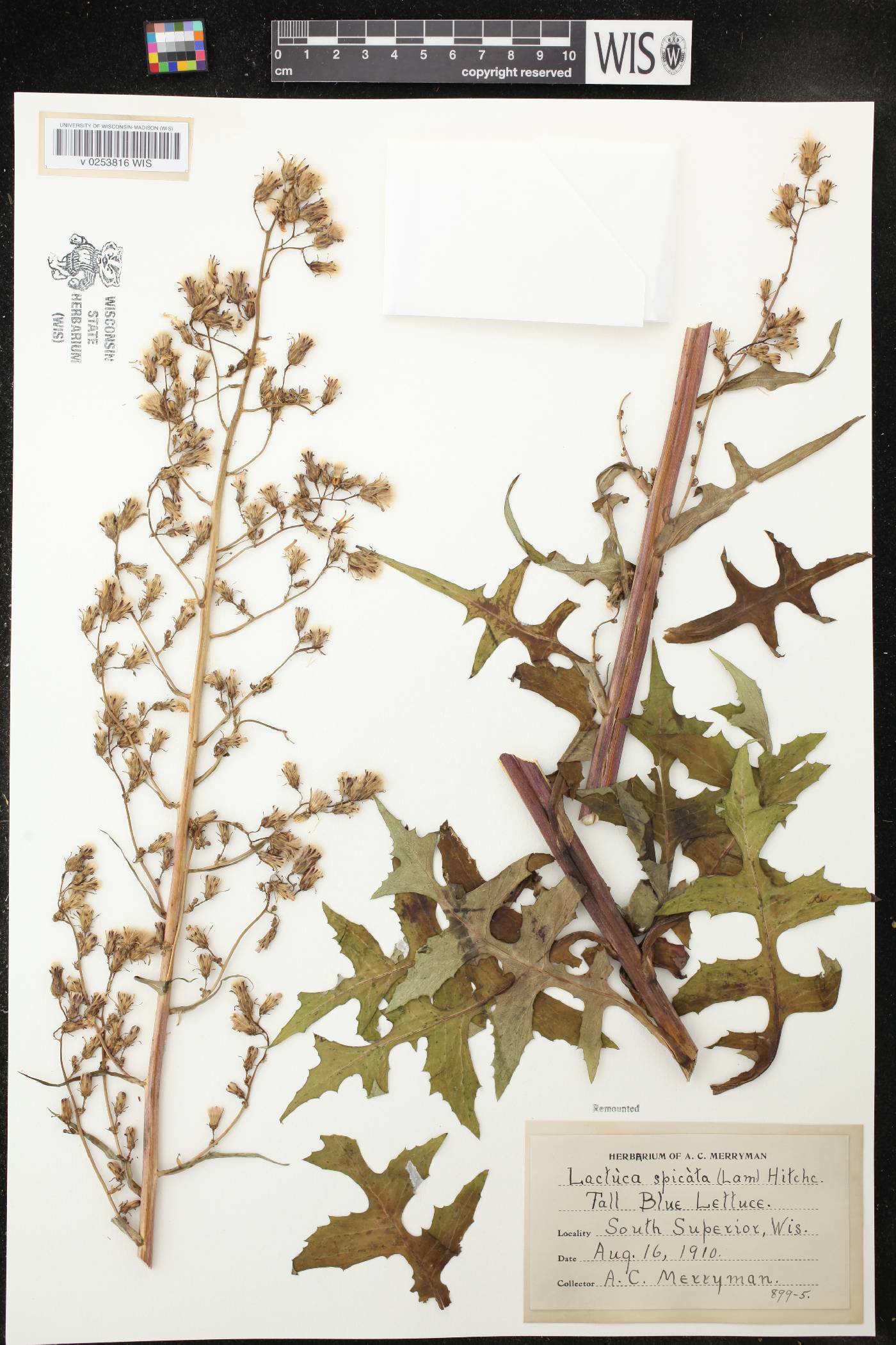 Lactuca biennis image