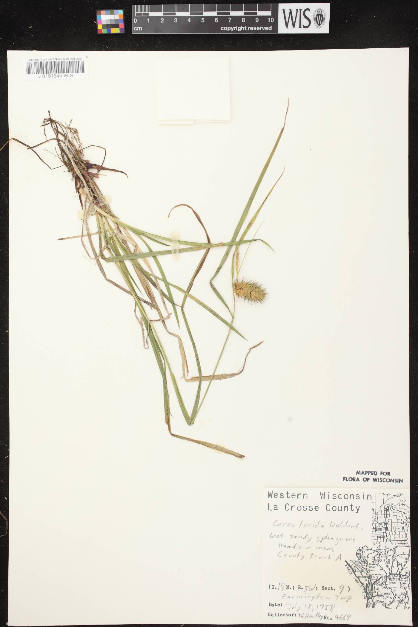 Carex lurida image