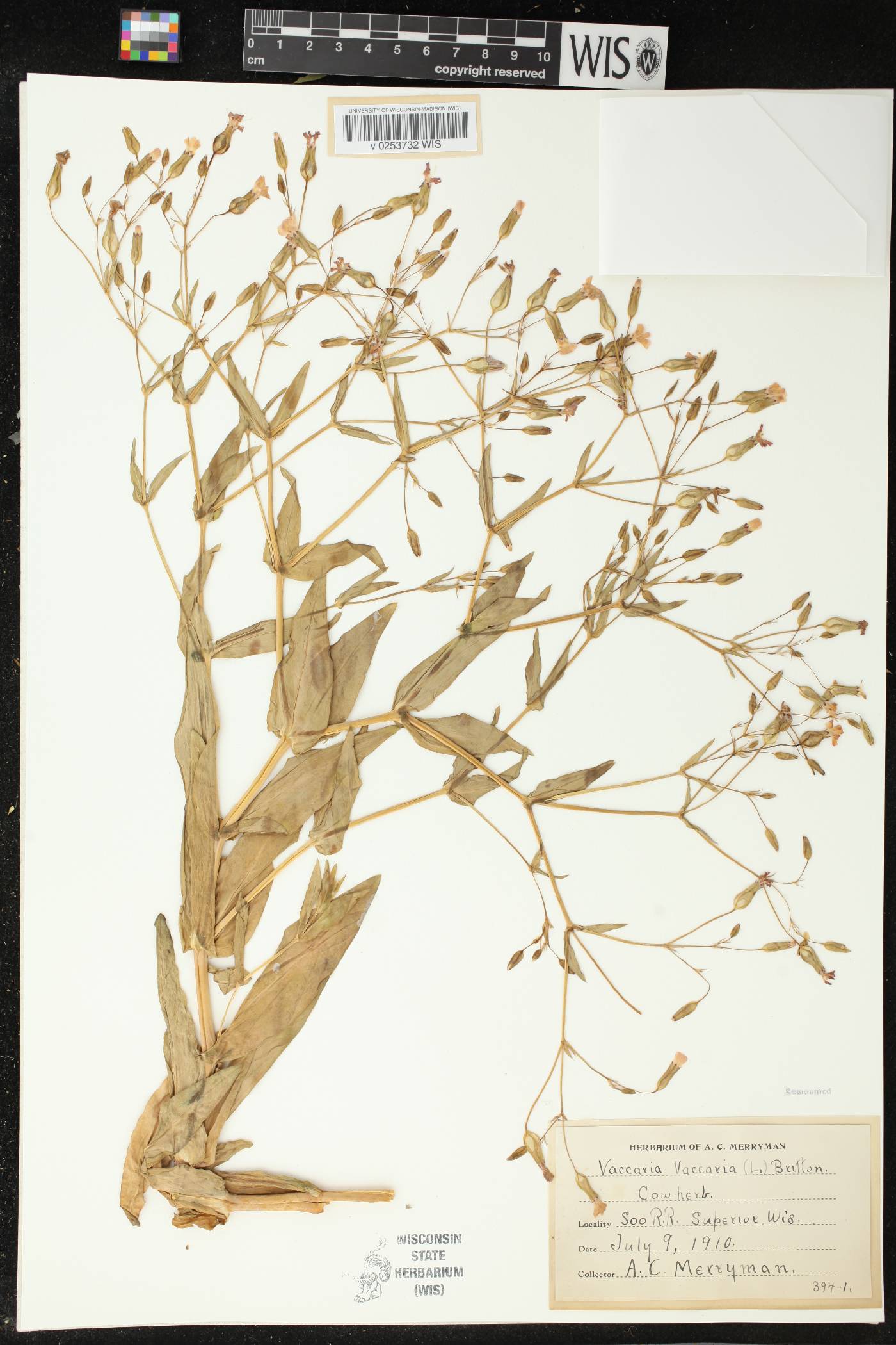 Vaccaria hispanica image