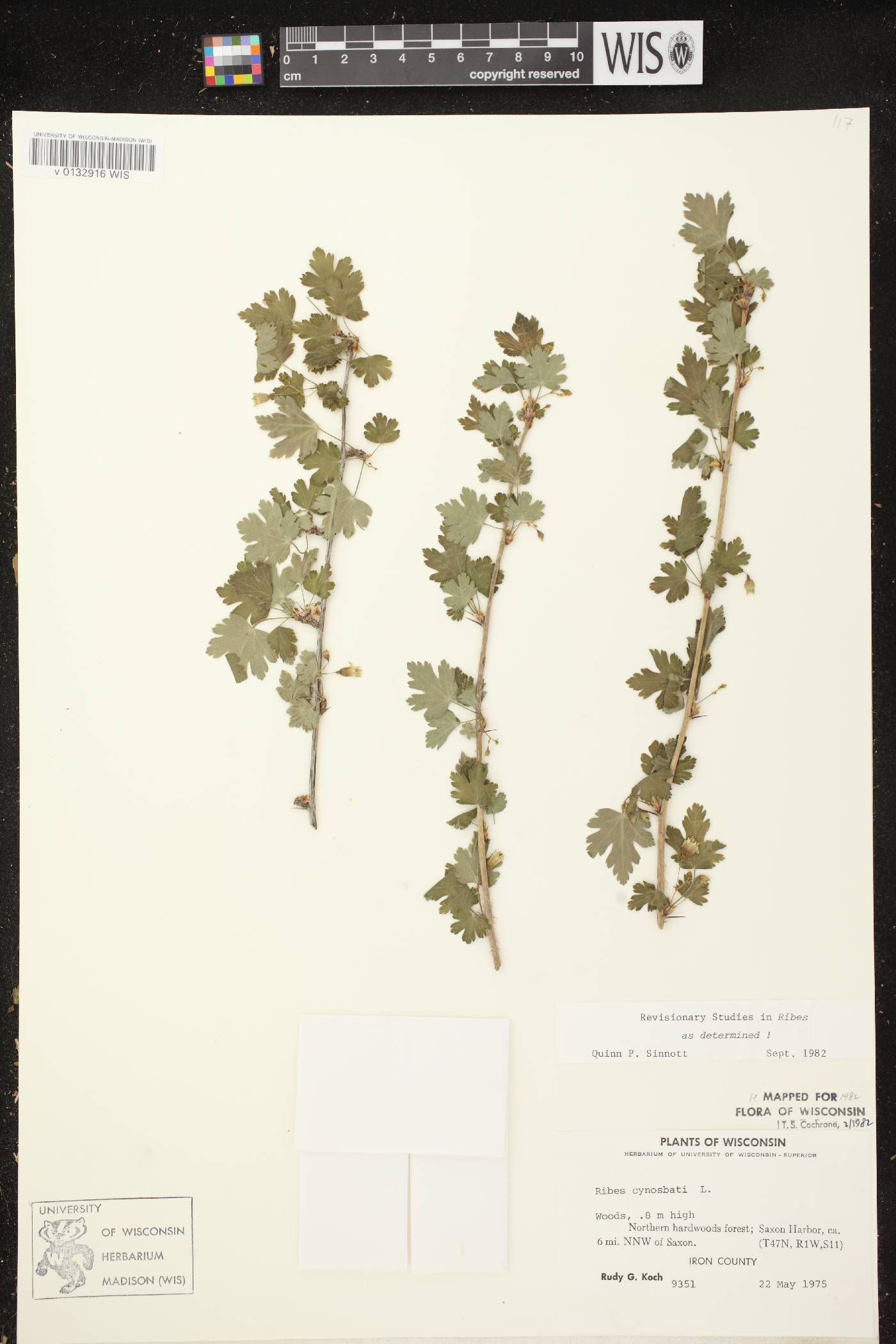 Ribes cynosbati image