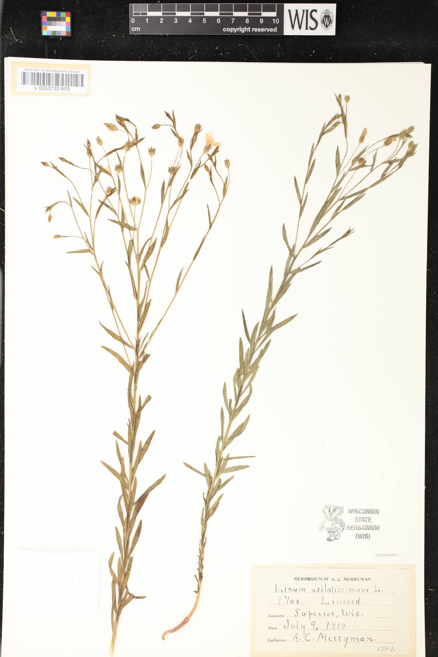 Linum usitatissimum image