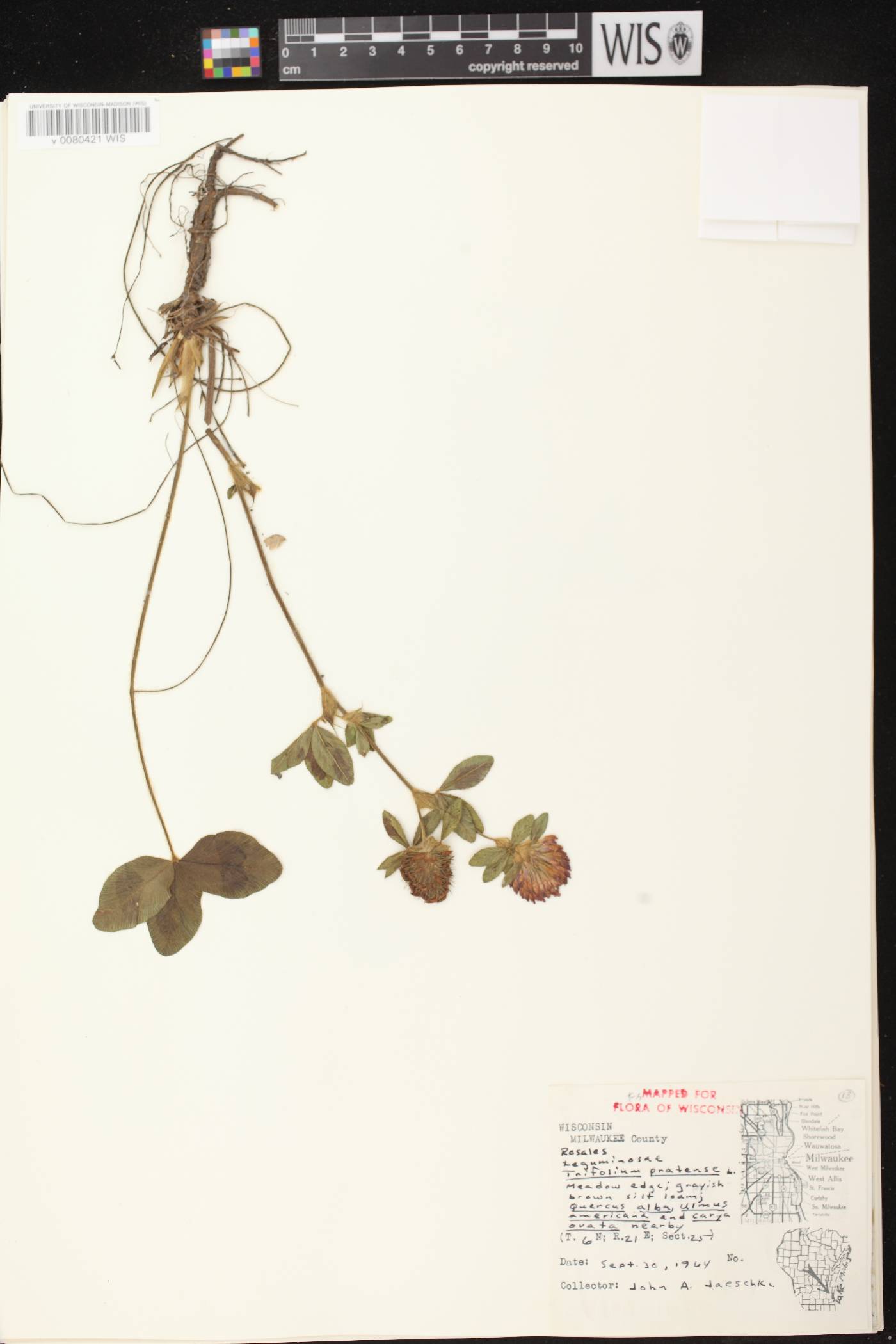 Trifolium pratense image