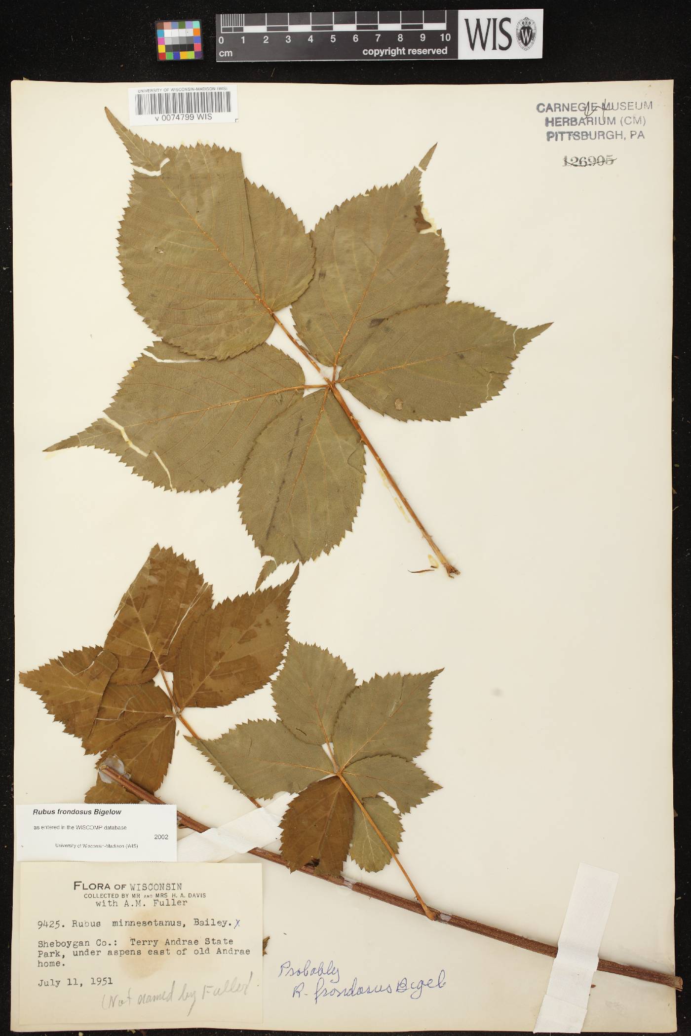 Rubus pensilvanicus image