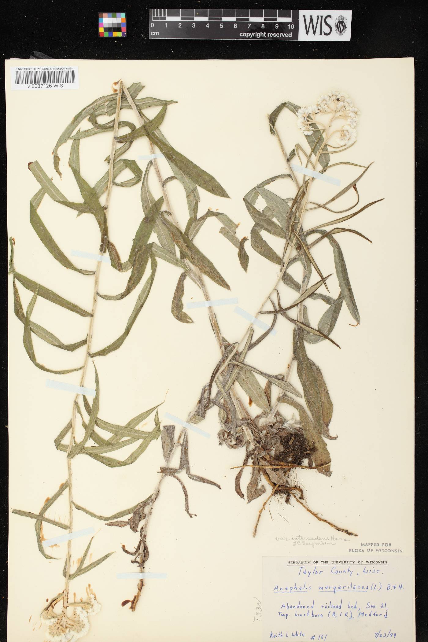 Anaphalis margaritacea image