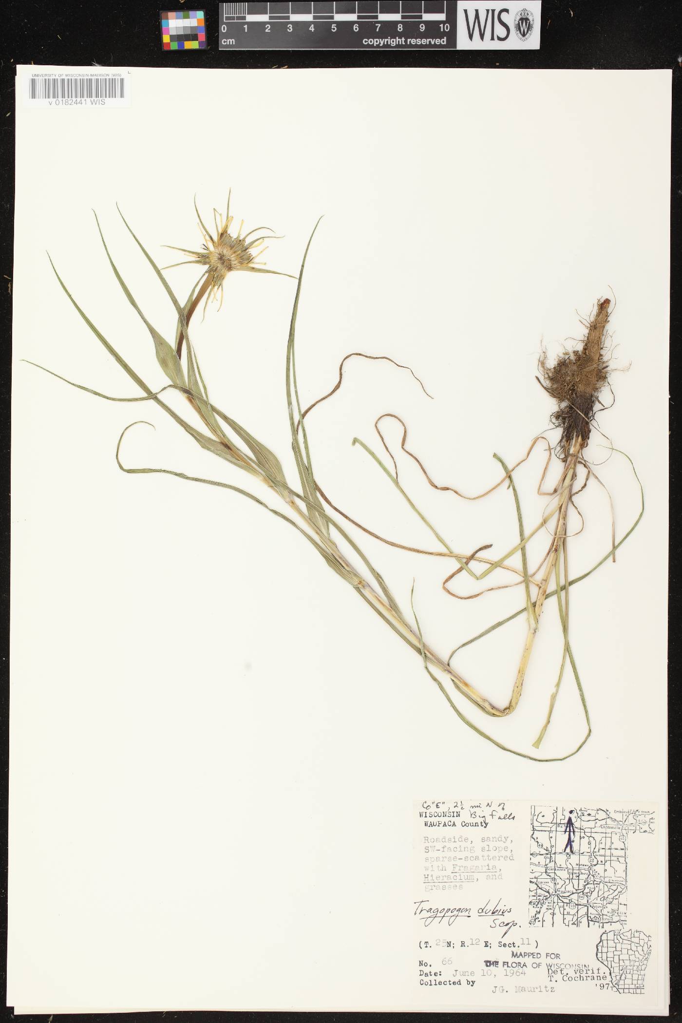 Tragopogon dubius image