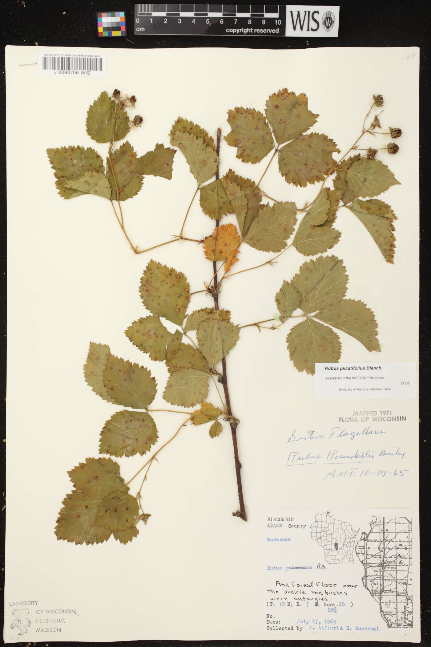 Rubus flagellaris image
