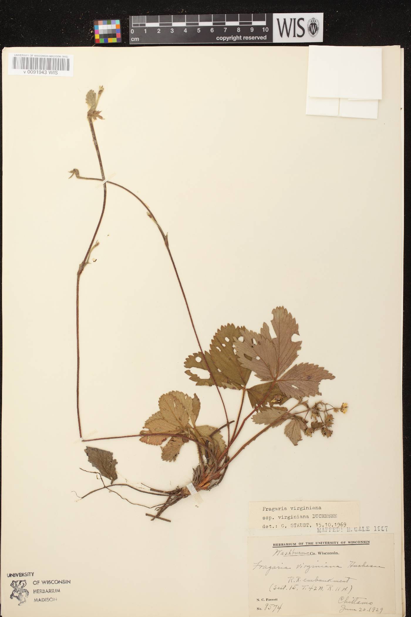 Fragaria virginiana image
