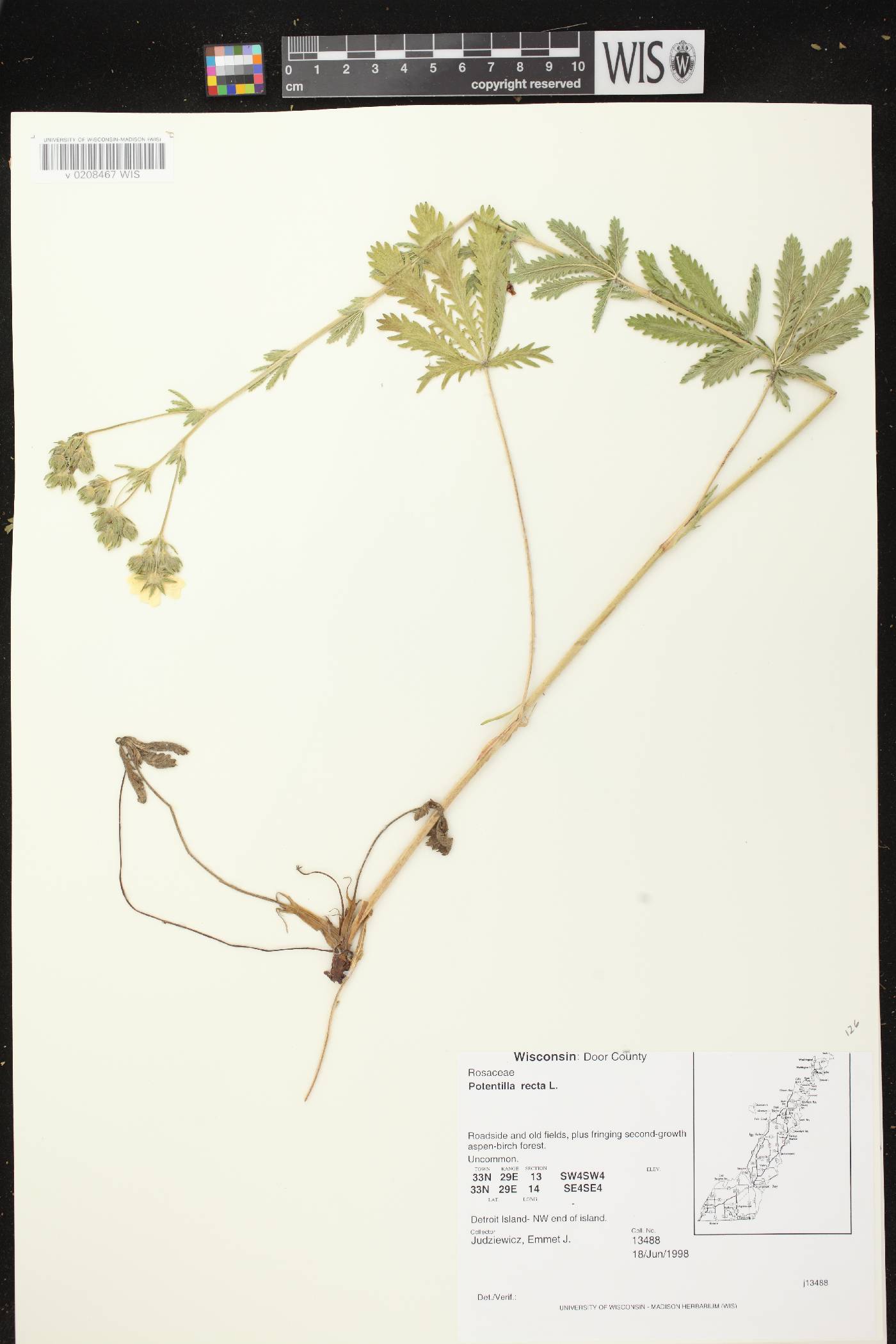 Potentilla recta image