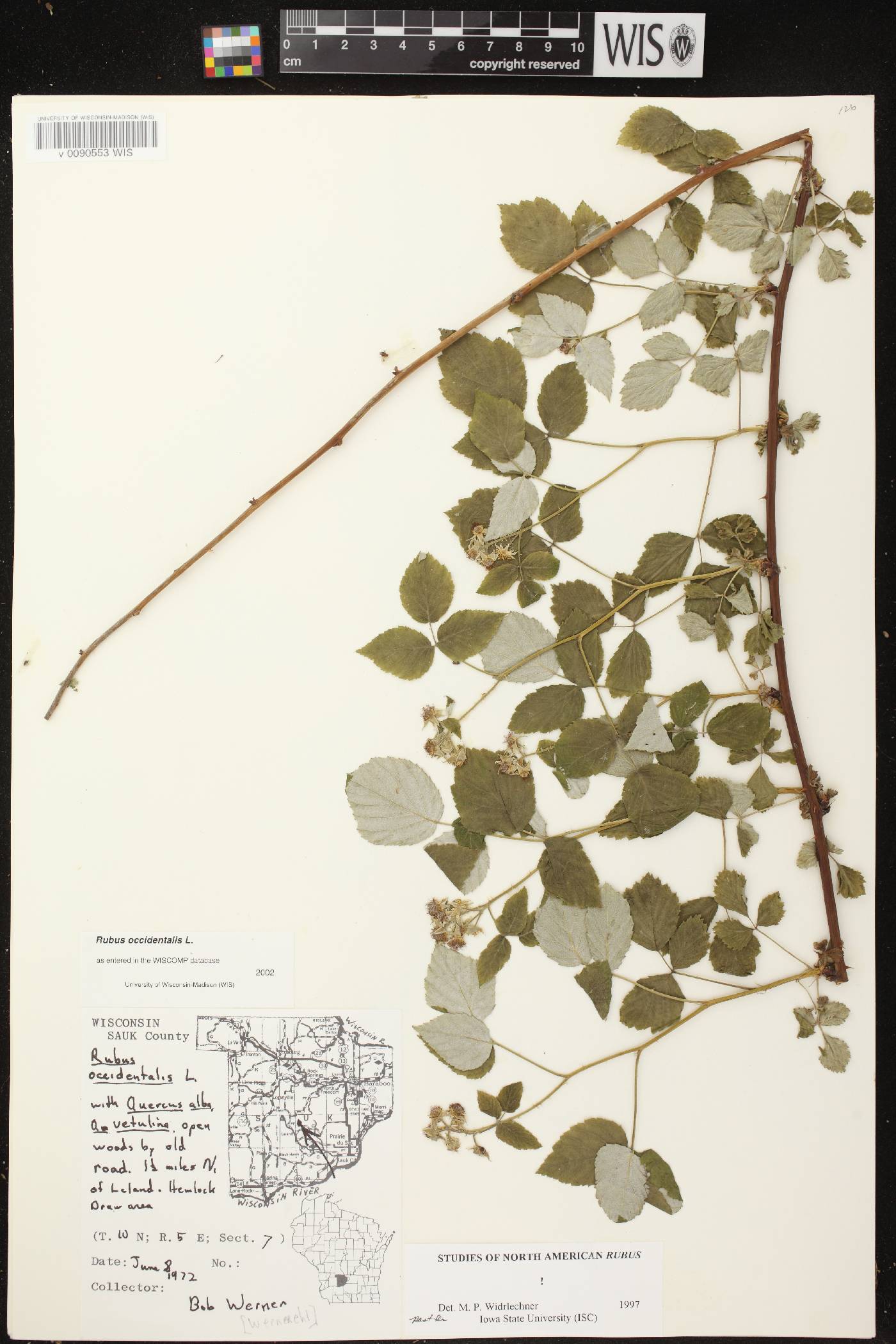 Rubus occidentalis image