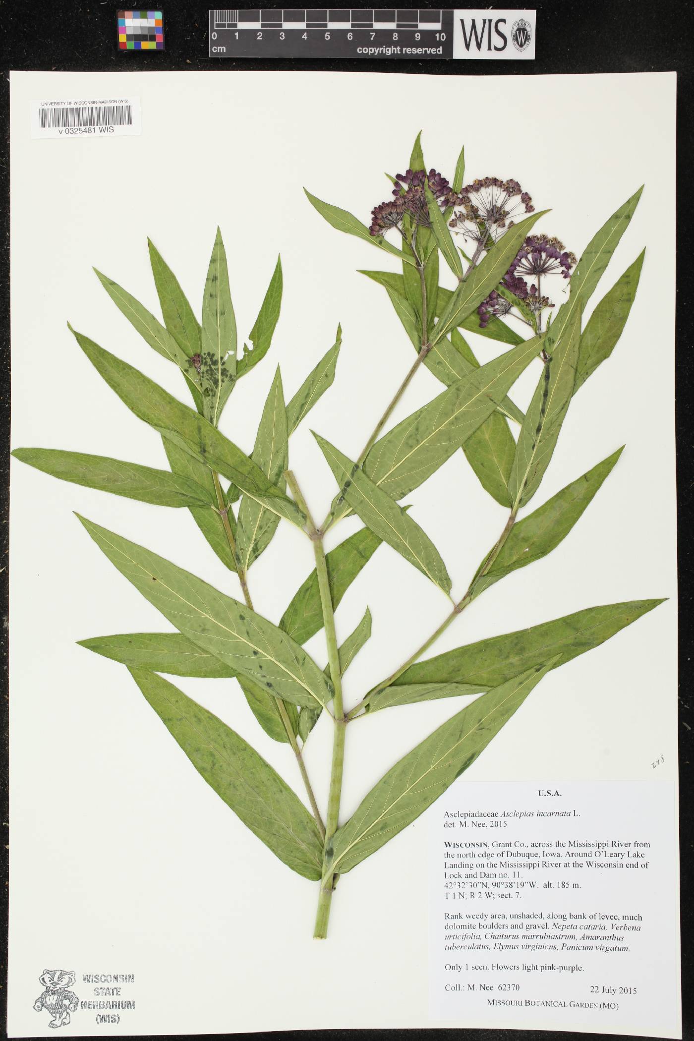 Asclepias incarnata image