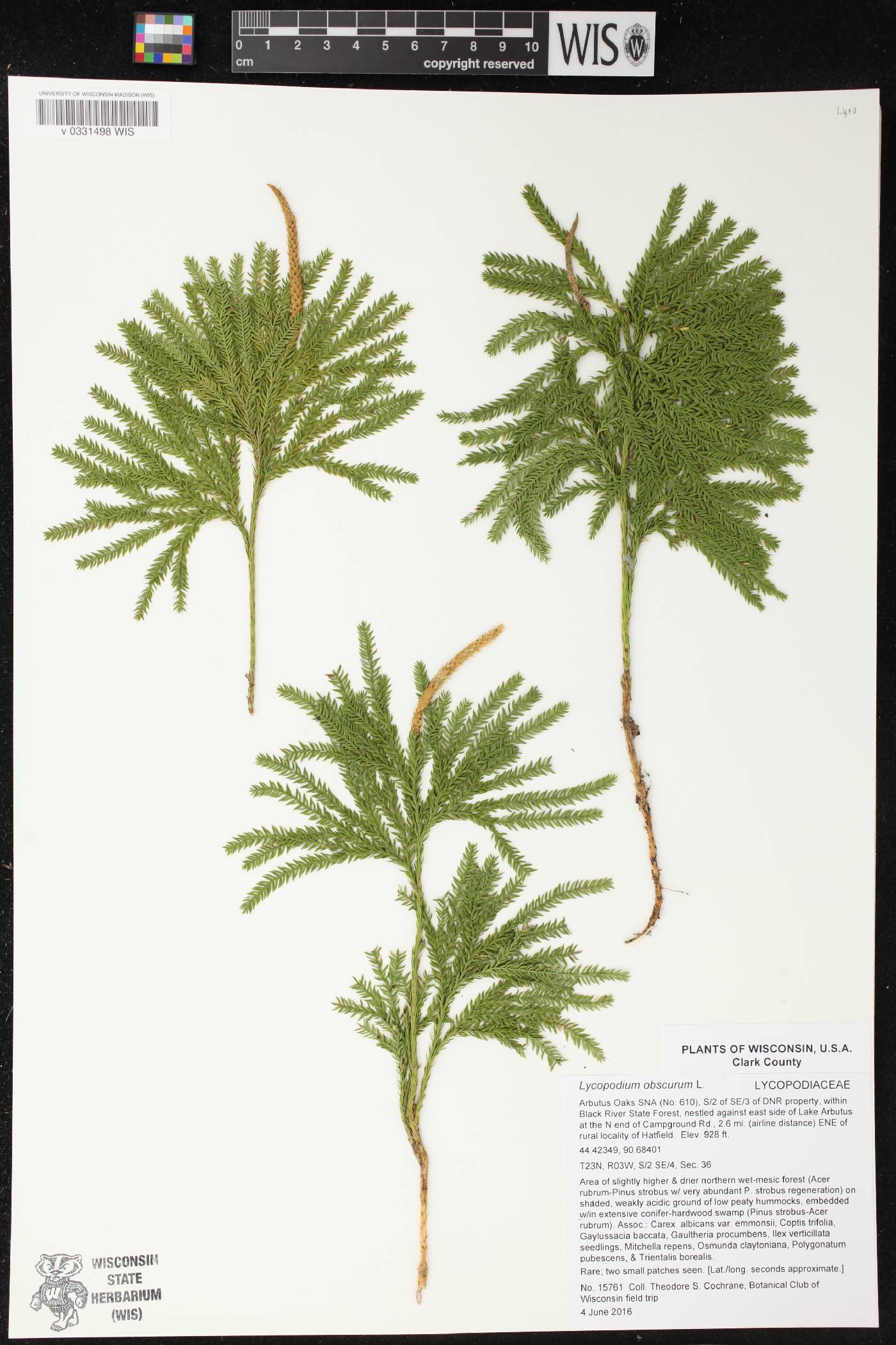 Dendrolycopodium obscurum image