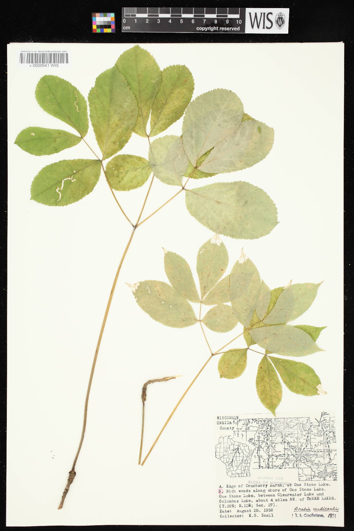 Aralia nudicaulis image