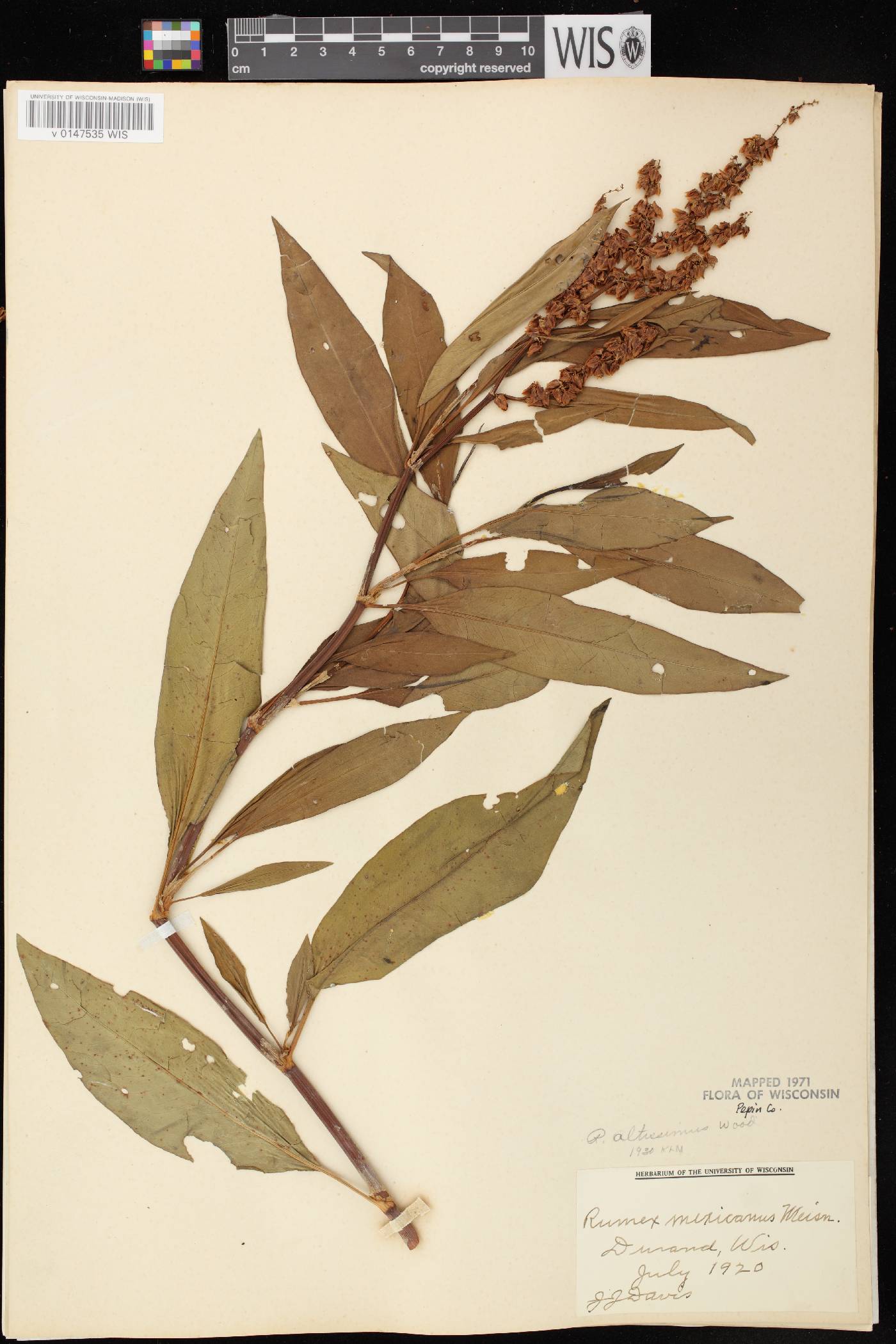 Rumex altissimus image