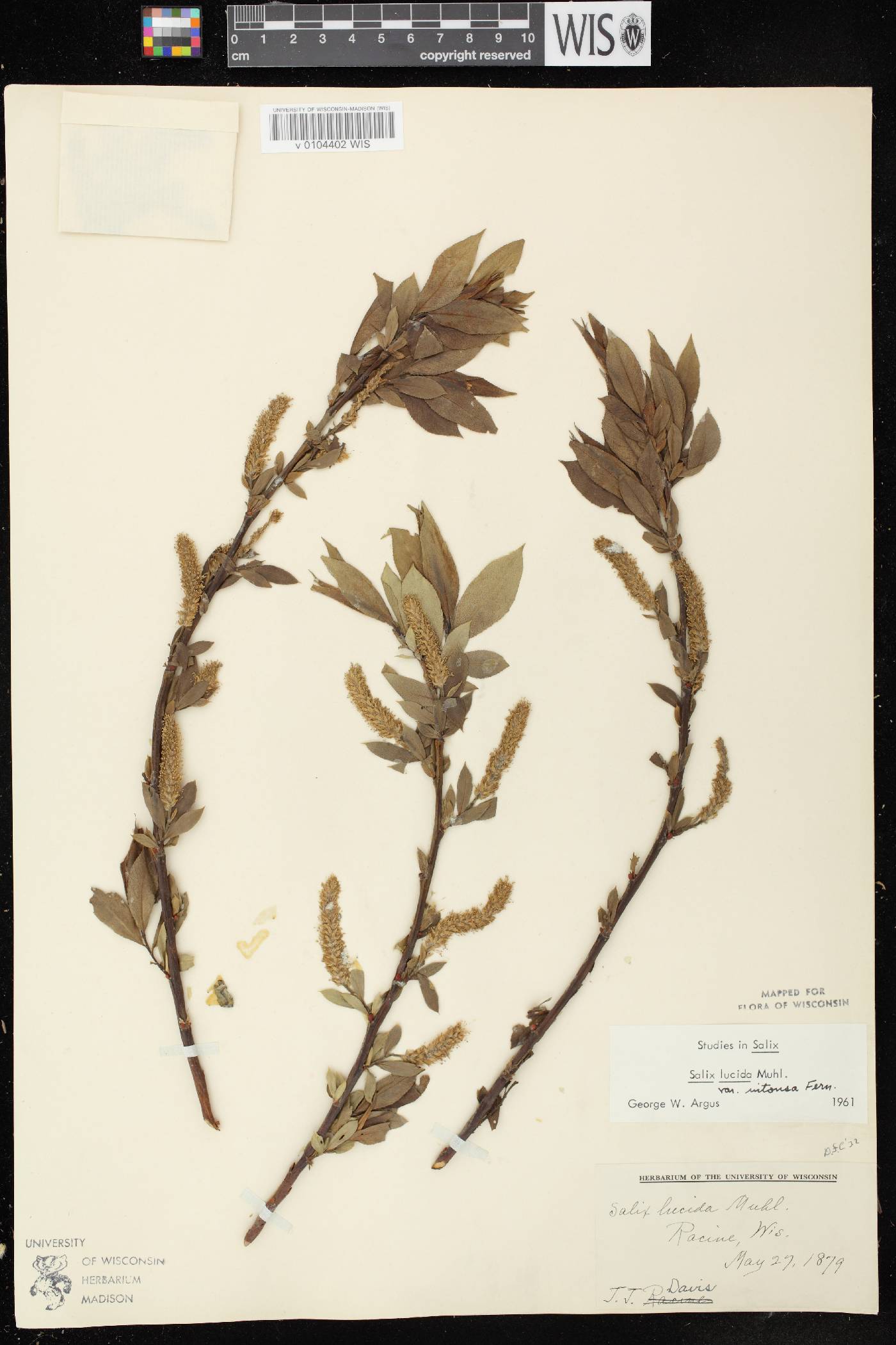 Salix lucida image