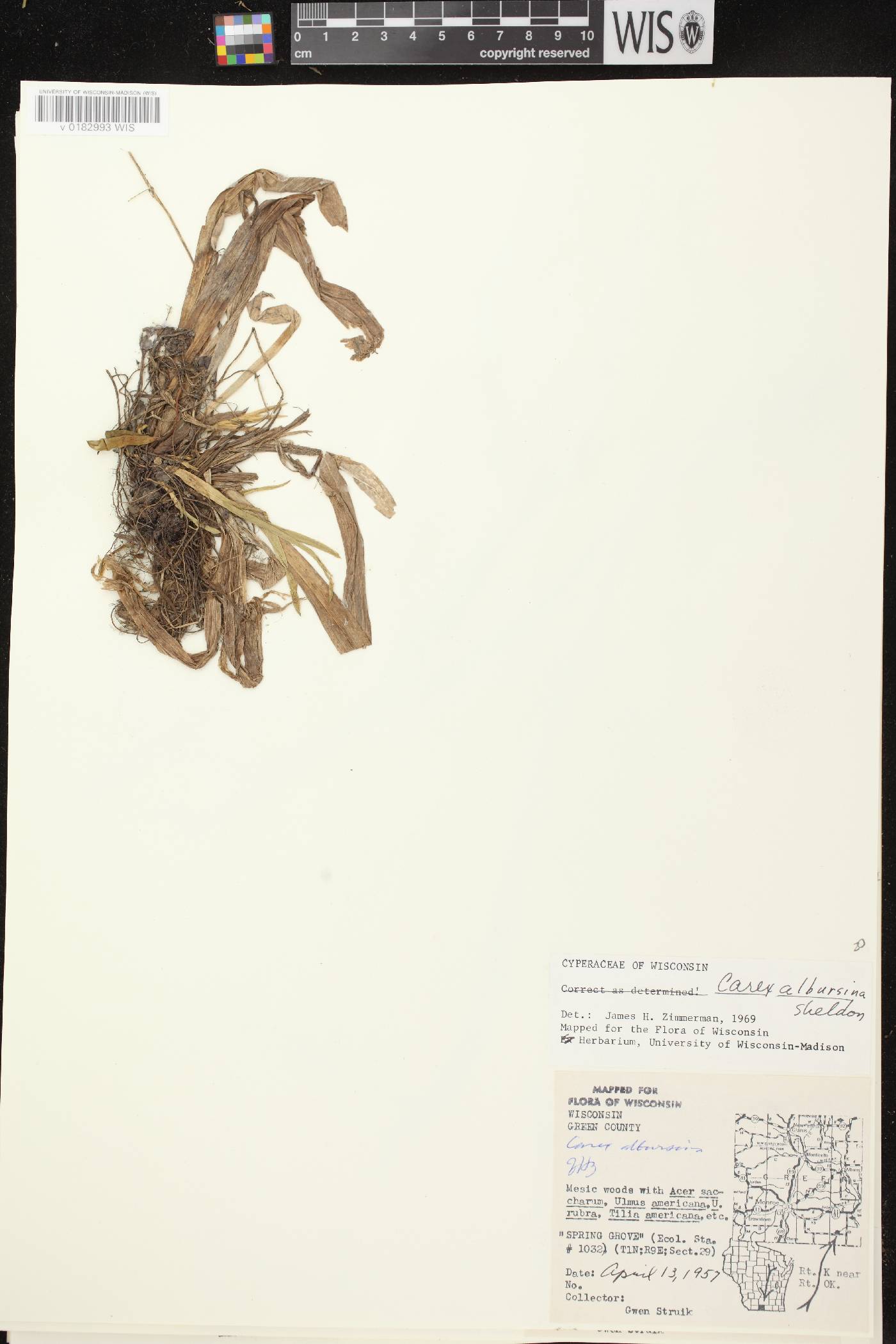 Carex albursina image