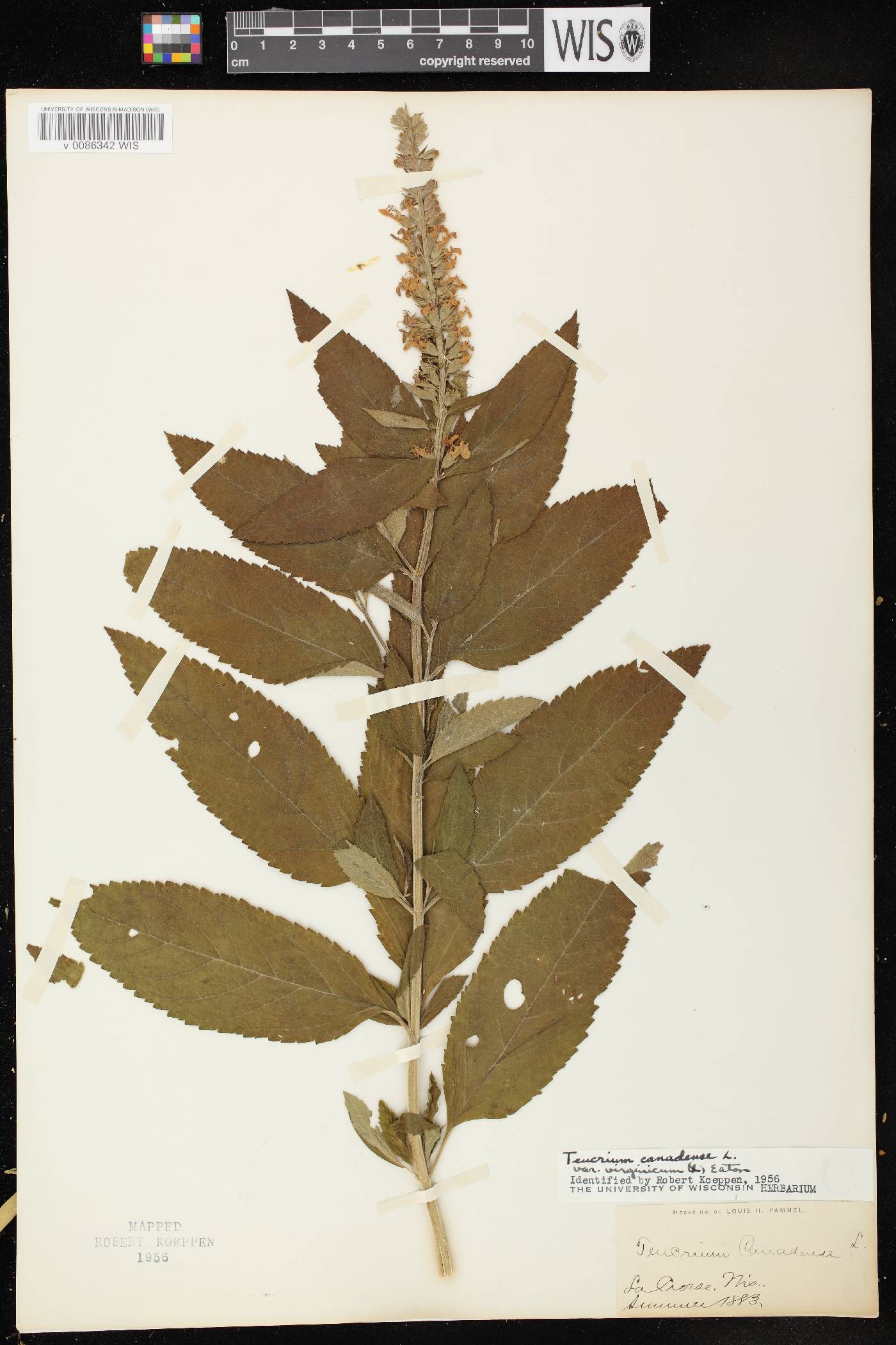 Teucrium canadense var. virginicum image