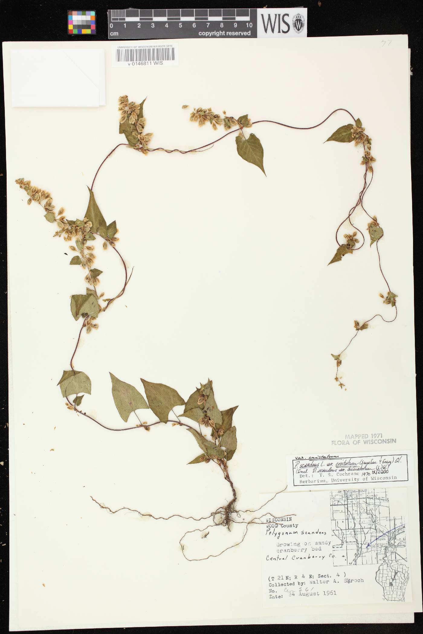 Fallopia scandens image