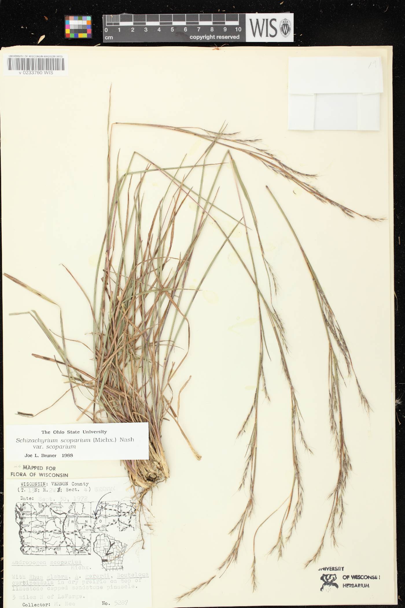 Schizachyrium scoparium var. scoparium image