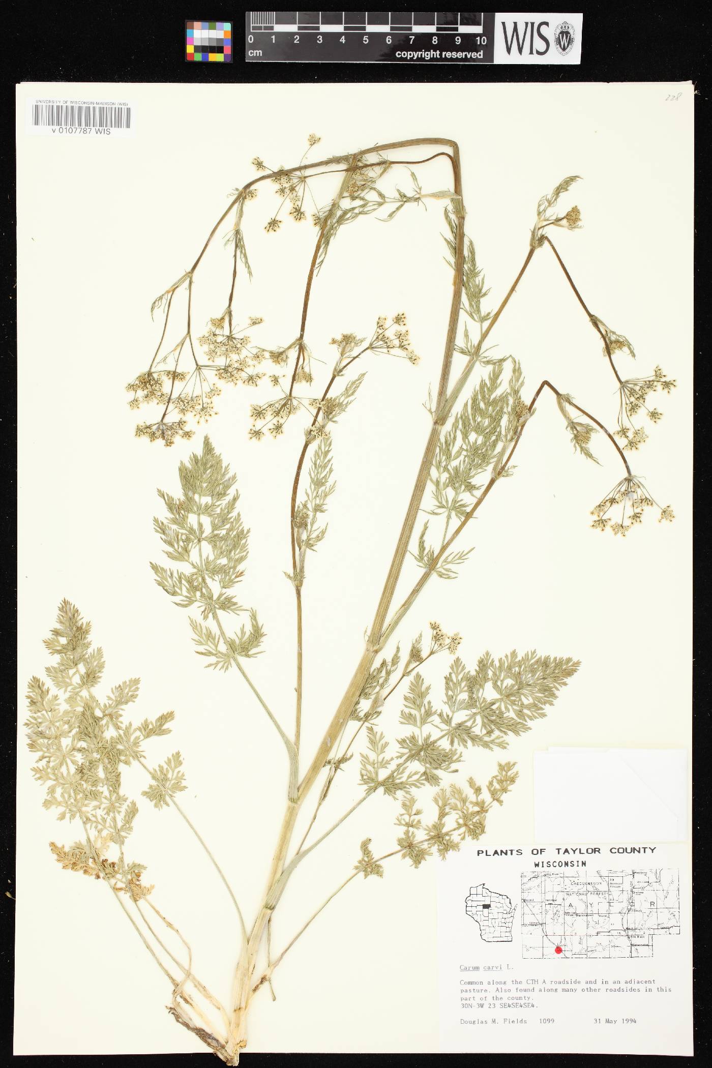 Carum carvi image