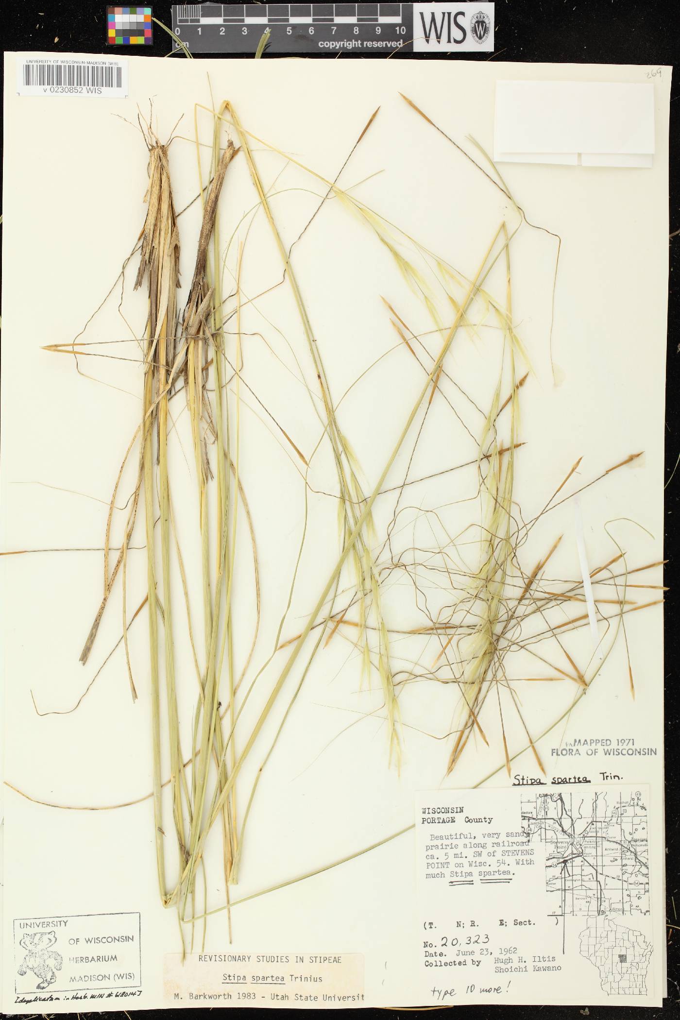 Hesperostipa spartea image