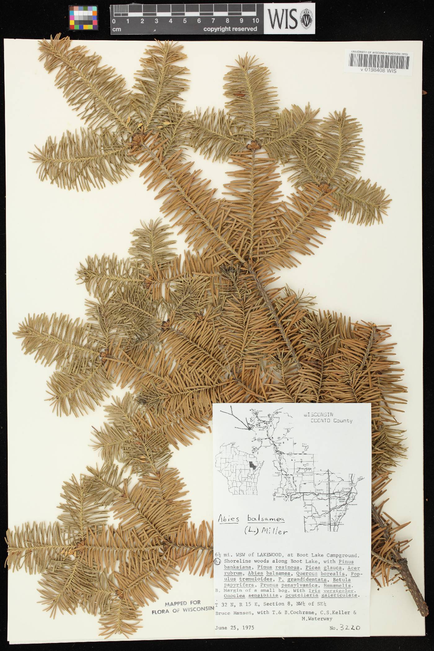 Abies balsamea image