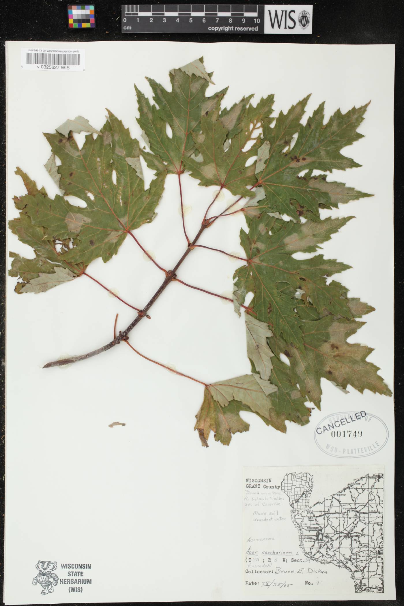 Acer saccharinum image