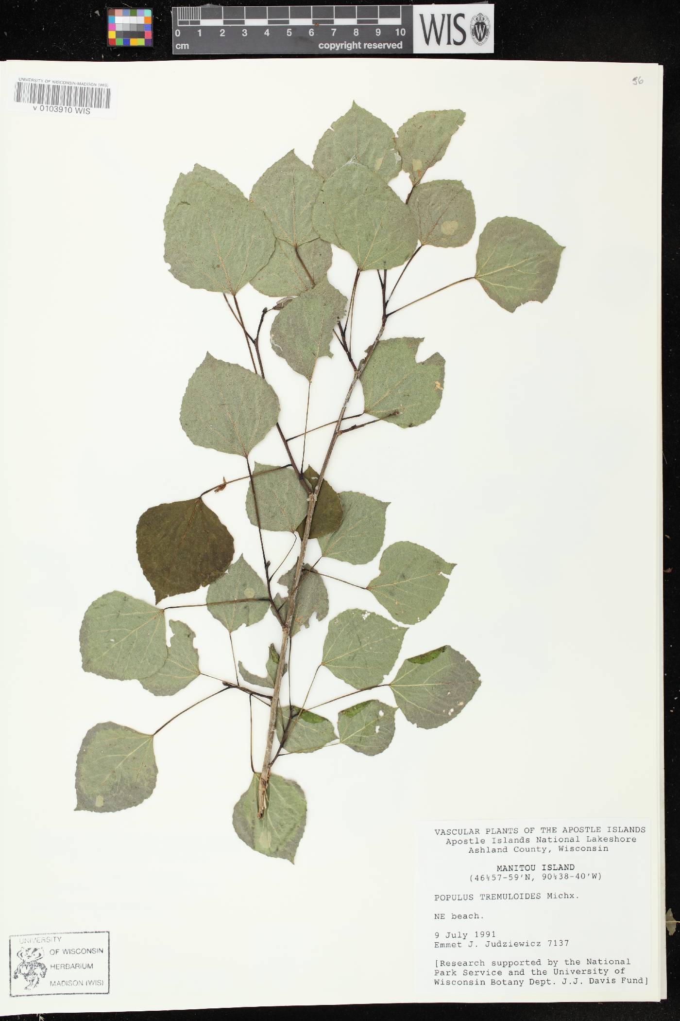 Populus tremuloides image